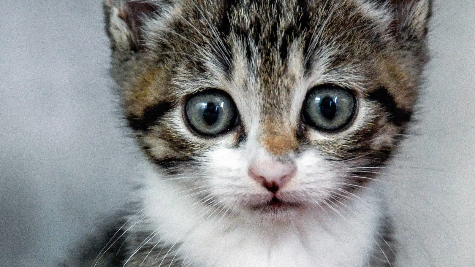 Ein Unbekannter überfährt in Maxhütte-Haidhof eine Katze. Um das schwer verletzte Tier kümmert er sich nicht. Es stirbt qualvoll. (Symbolbild: Axel Heimken/dpa)