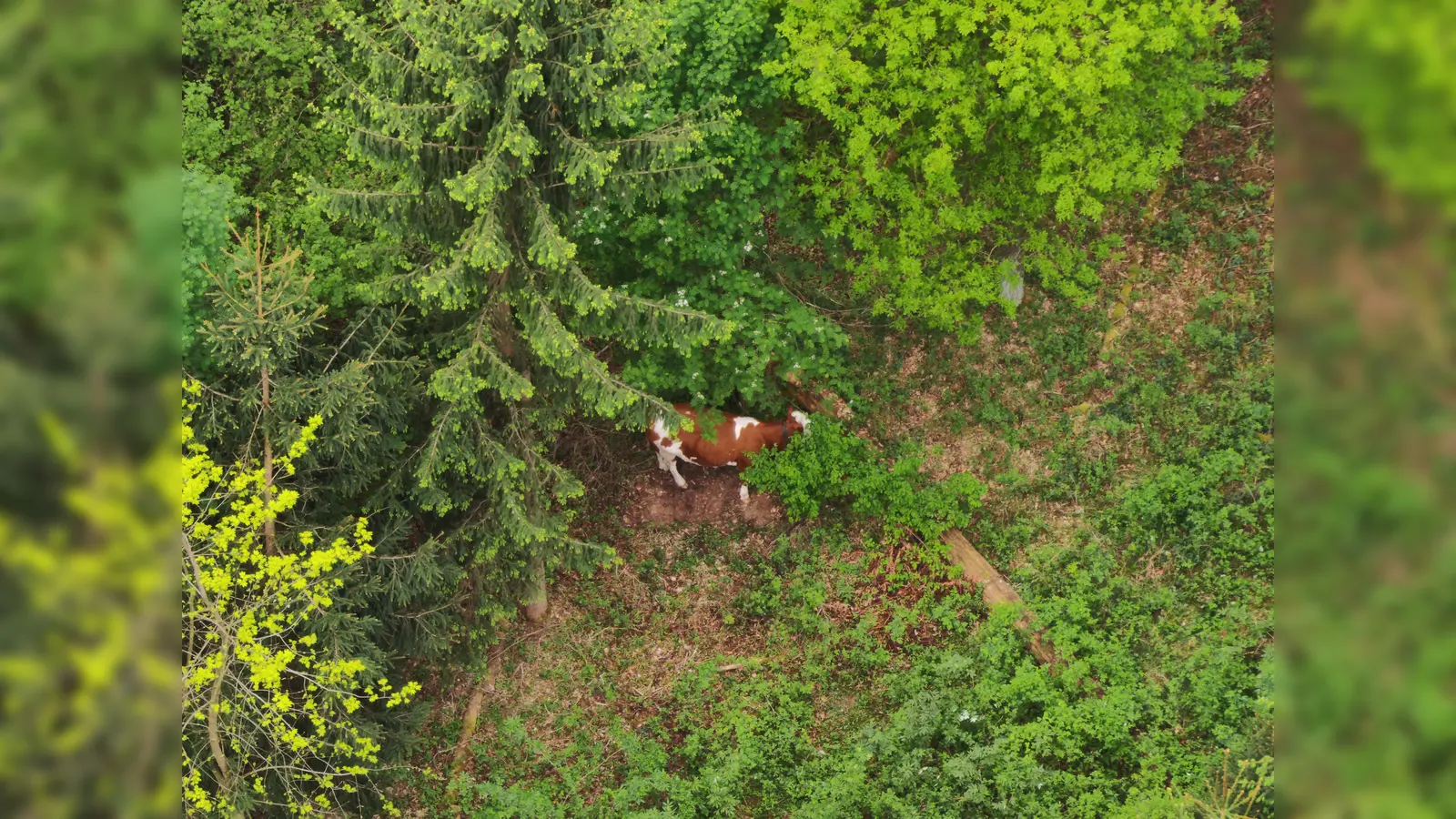 Drohnenbild eines Jungrindes im Waldstück bei Brücklinghof. (Bild: VPI Amberg)