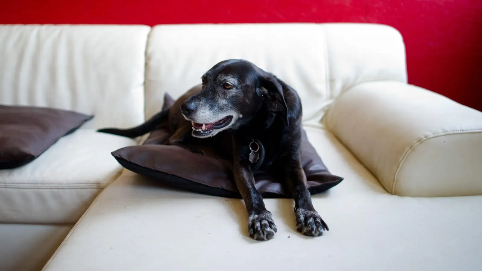 Hunde erleben das im Fernsehen Gezeigte aktiv mit. (Symbolfoto) (Bild: picture alliance / dpa)