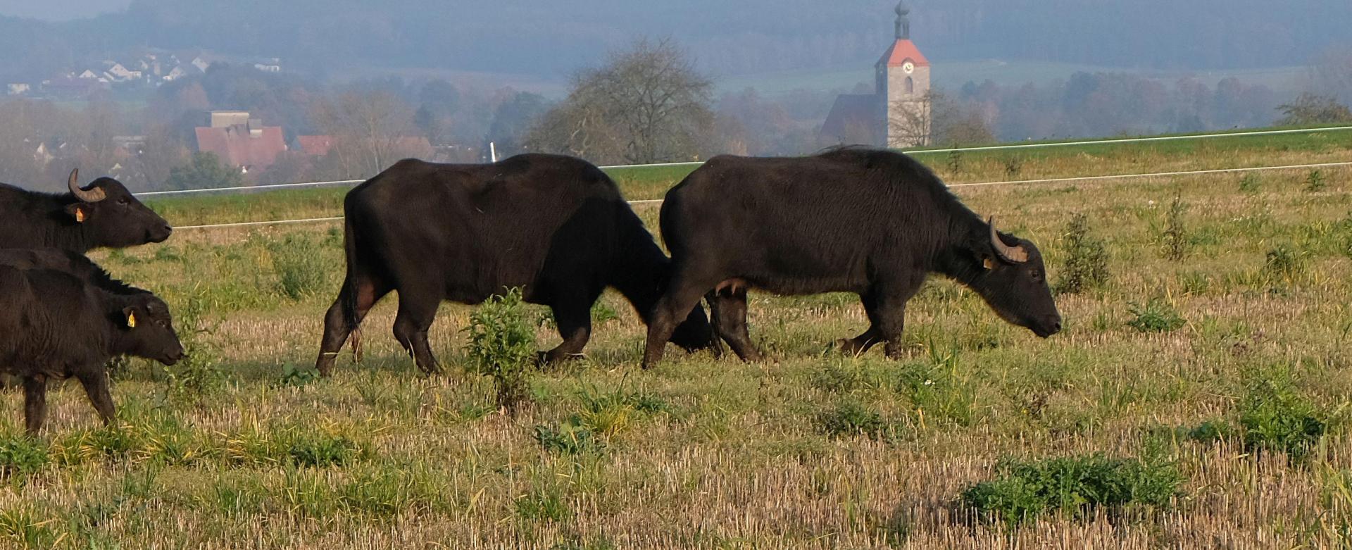 Nach Angaben der Polizei stieß ein Auto bei Hahnbach mit einer Wasserbüffelkuh zusammen. (Symbolbild: Josef Hirsch)