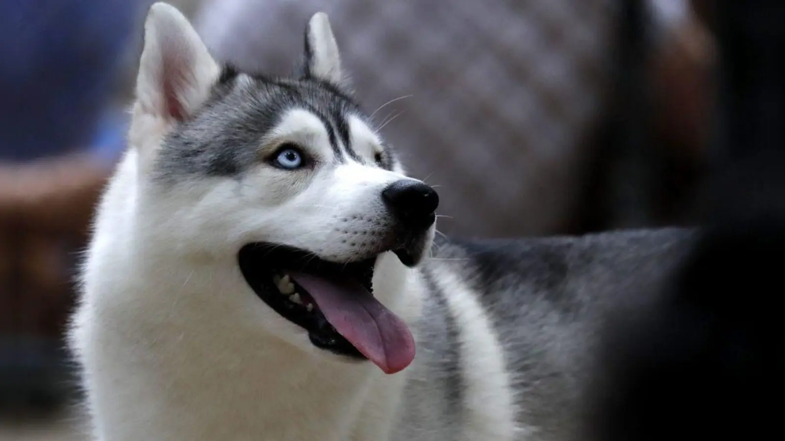 Ein Paketzusteller wurde in Ebermannsdorf von einem Husky gebissen und musste im Krankenhaus behandelt werden. (Symbolbild: Barbara Walton/dpa)
