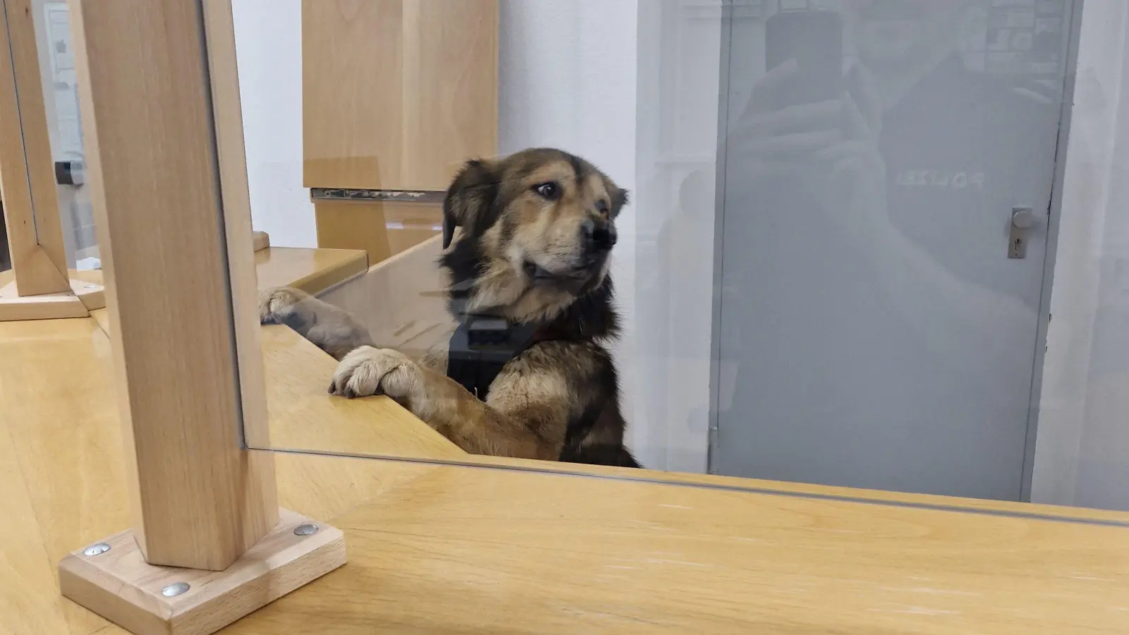 Ein entlaufener Hund wird am Tresen der Sulzbach-Rosenberger Polizeiwache vorstellig.. (Bild: Polizei Sulzbach-Rosenberg)