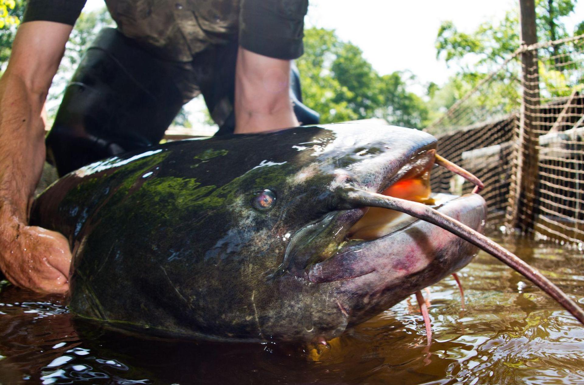 Die Ermittlungen wegen eines möglichen Verstoßes gegen das Tierschutzgesetz wurden eingestellt. (Bild: Patrick Pleul/dpa-Zentralbild/dpa)
