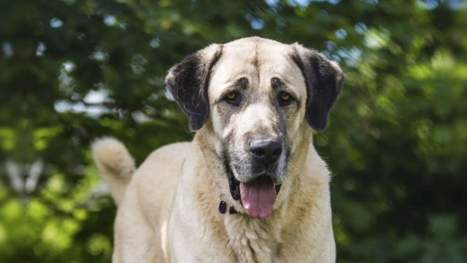 Bei Amberg ist ein nicht angeleinter Hund – hier nur ein Symbolbild – auf die Bundessstraße gelaufen und in den Verkehr geraten.  (Symbolbild: Christoph Schmidt)
