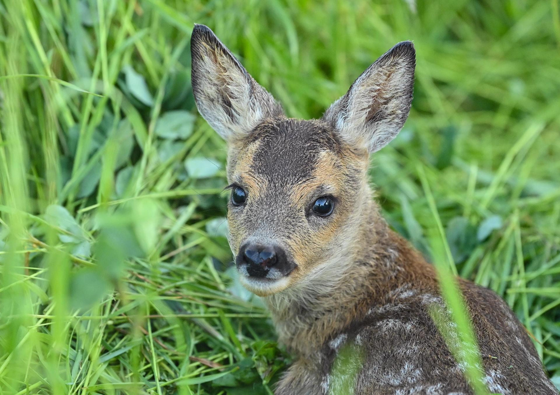 Nach dem Tod zweier Rehkitze im Landkreis Amberg-Sulzbach ermittelt die Polizei wegen Verstößen gegen das Tierschutzgesetz und warnt Landwirte. (Symbolbild: Patrick Pleul/dpa)
