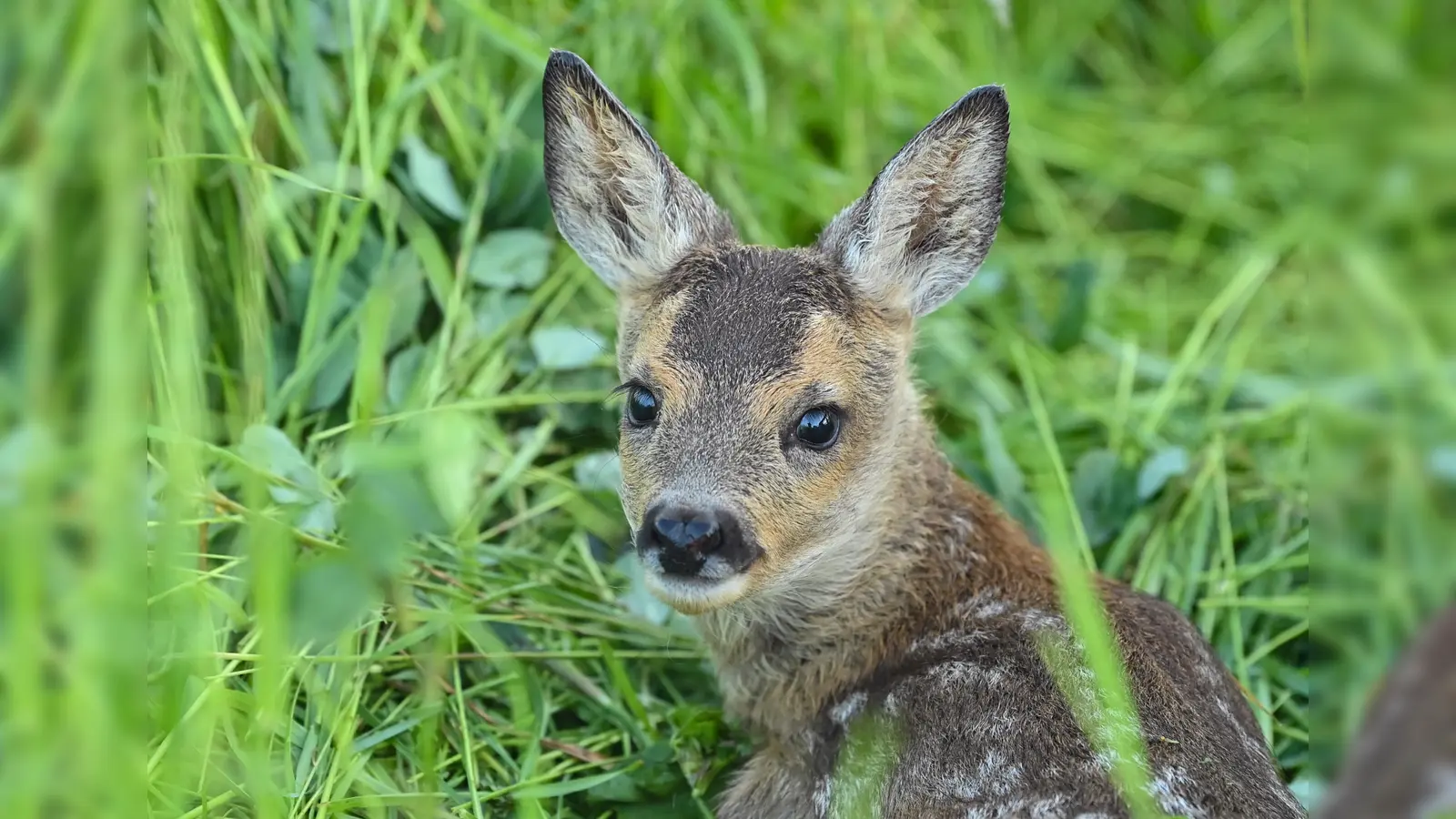 In Sulzbach-Rosenberg wurden zwei Rehkitze bei Mäharbeiten auf einer Wiese verletzt. Eine Drohnenabsuche war nicht erfolgt. (Symbolbild: Patrick Pleul)