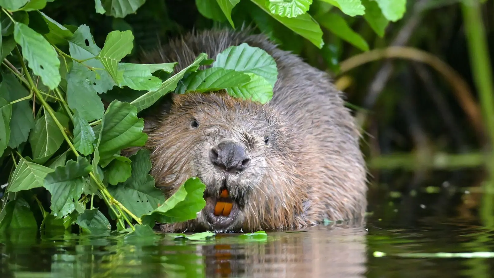 Die Feuerwehr Bamberg hat einen verletzten Biber aus einer Kneipe gerettet. (Symbolbild: Patrick Pleul/dpa)
