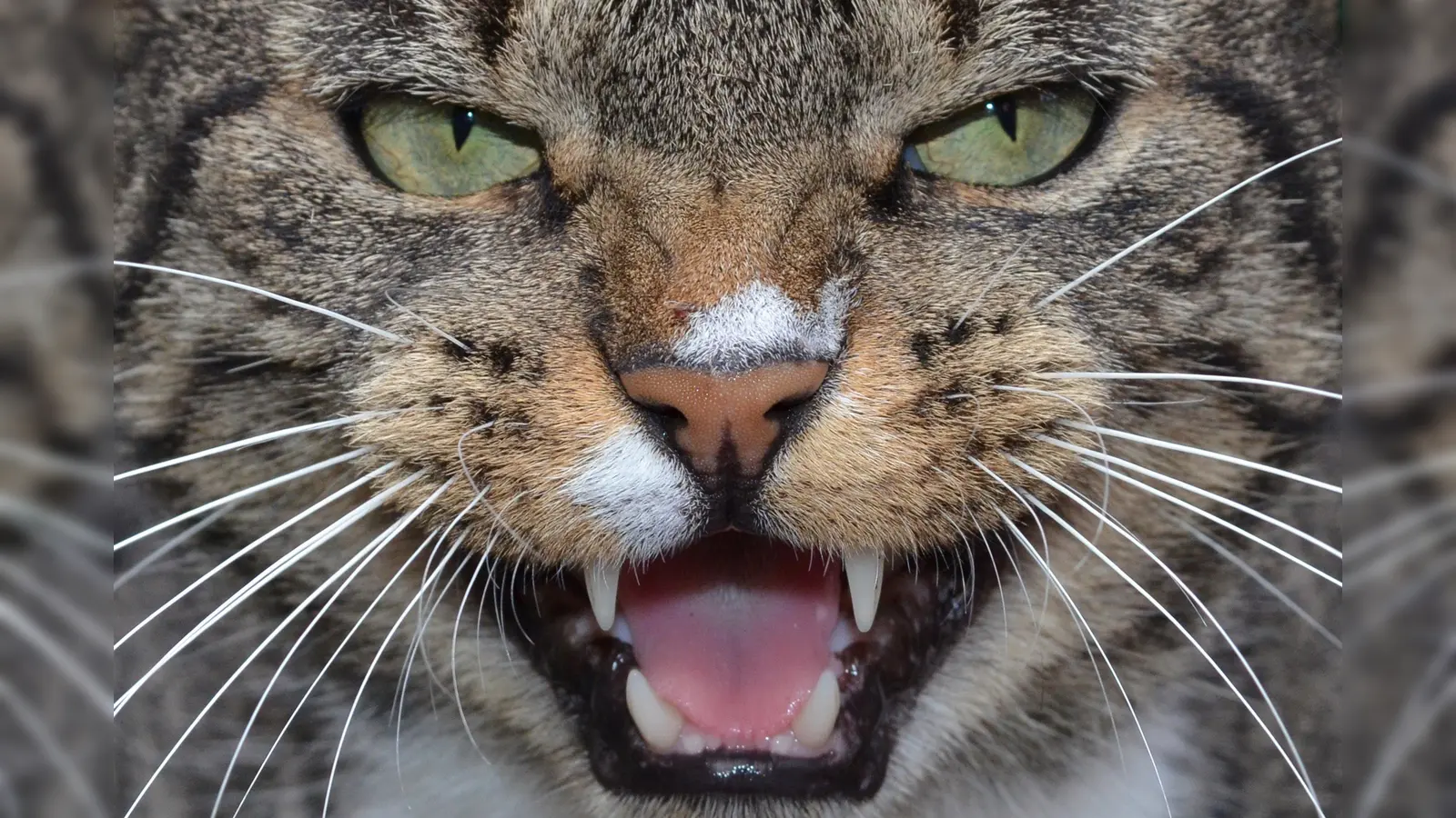 Eine fauchende Katze.  (Symbolbild: Stefan Sauer/dpa)