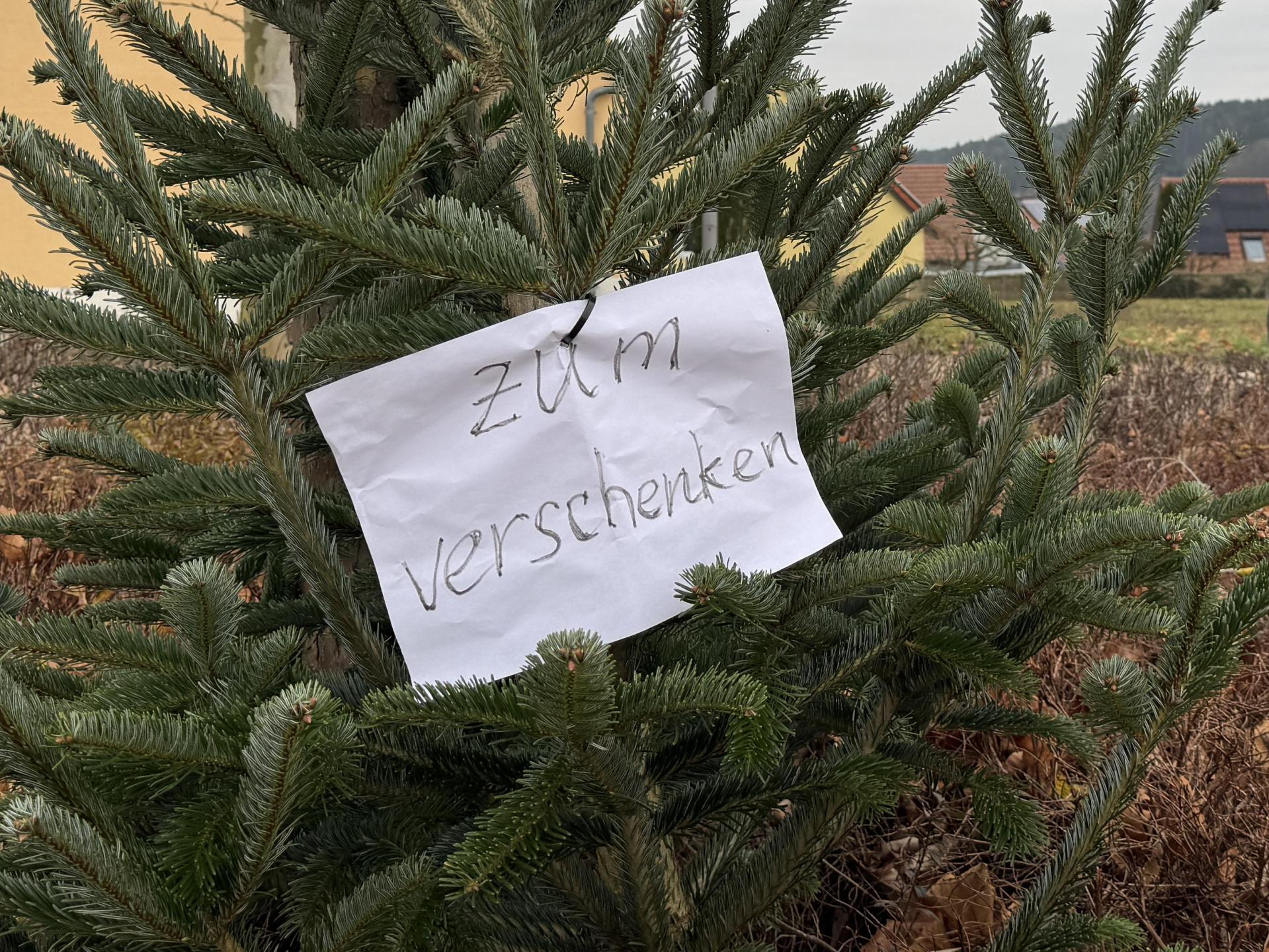 „Zum Verschenken” verkündete die Botschaft am Weihnachtsbaum. Jemand hatte ihn am Wochenende in einem Kreisverkehr in Ebermannsdorf abgestellt. (Bild: Heike Unger)