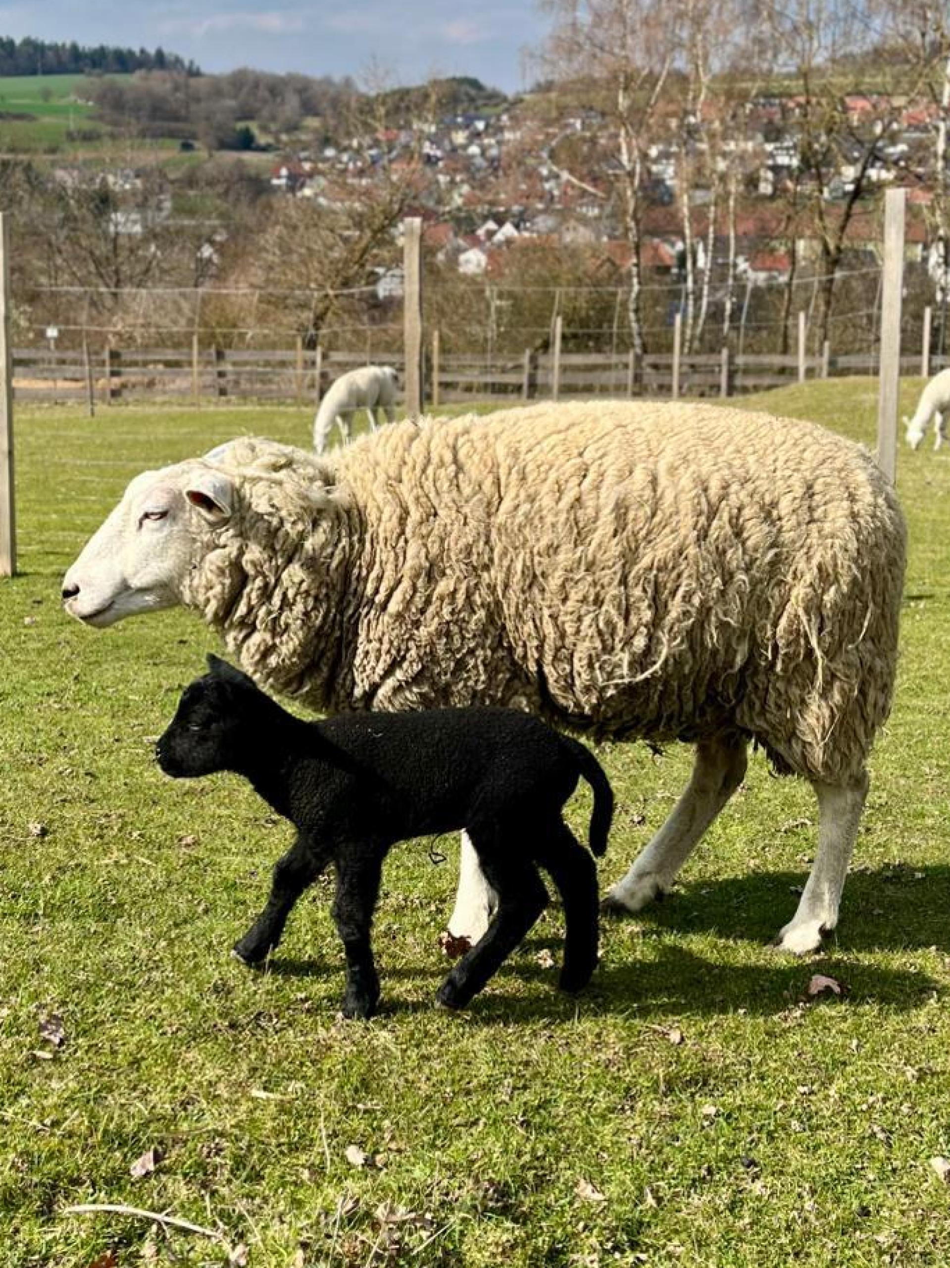 Spaziergang mit Mama auf der Weide: Auf der Schmie-Alm in Freudenberg wurde heuer ein komplett schwarzes Schaf geboren.  (Bild: Martina Schißlbauer)