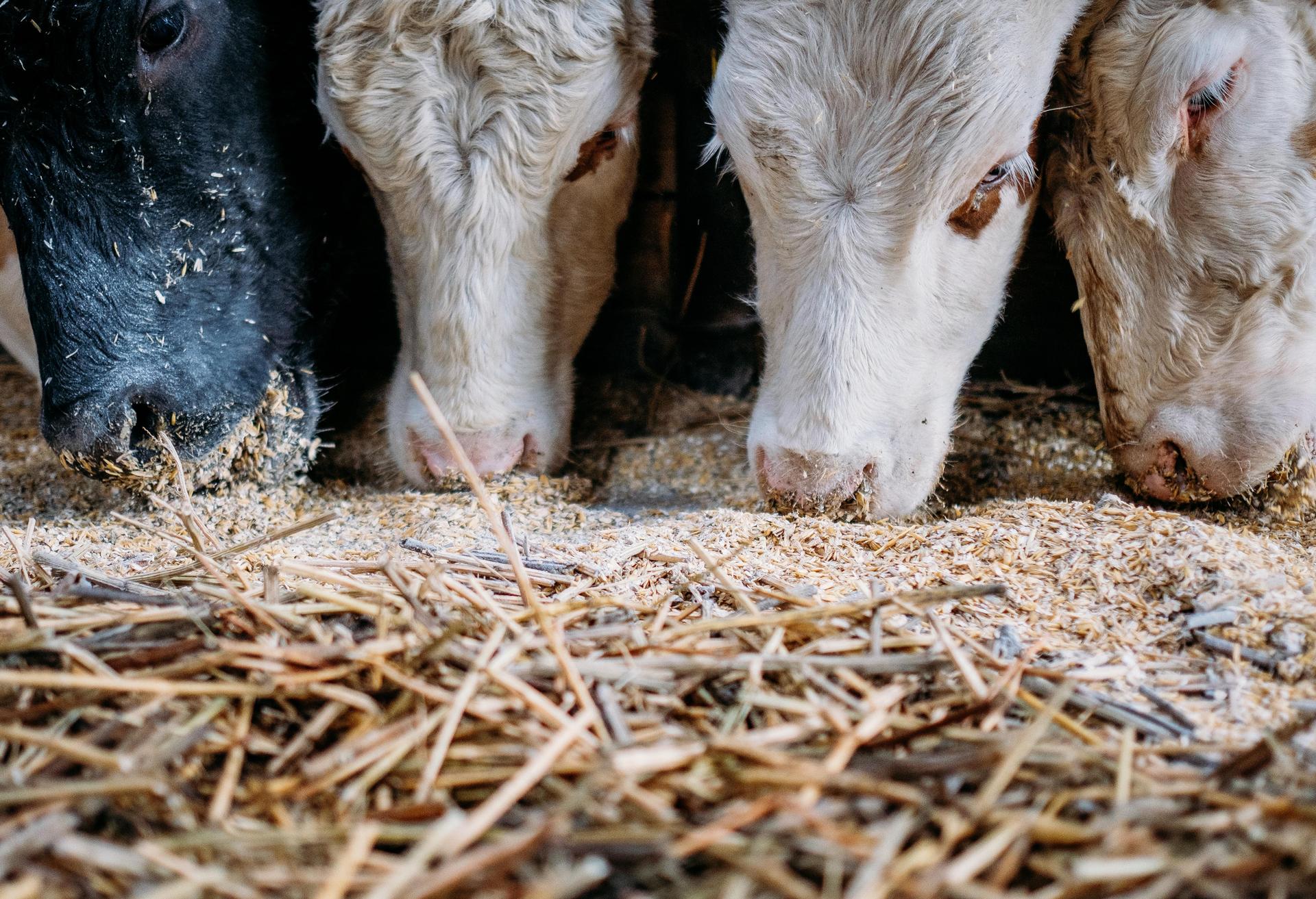 Das Landratsamt beschlagnahmte 33 Tiere von einem Hof im Landkreis Amberg-Sulzbach. (Symbolbild: Fabian Sommer)
