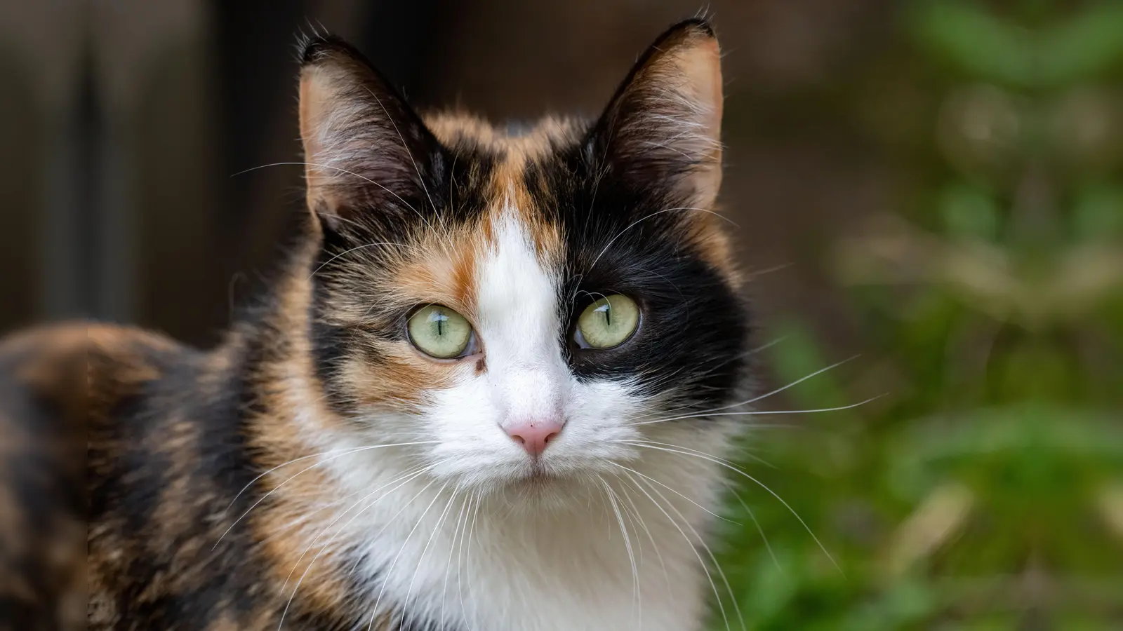 In Amberg wurde ein Kater mit einer Luftdruckwaffe beschossen. (Symbolbild: Soeren Stache/dpa)