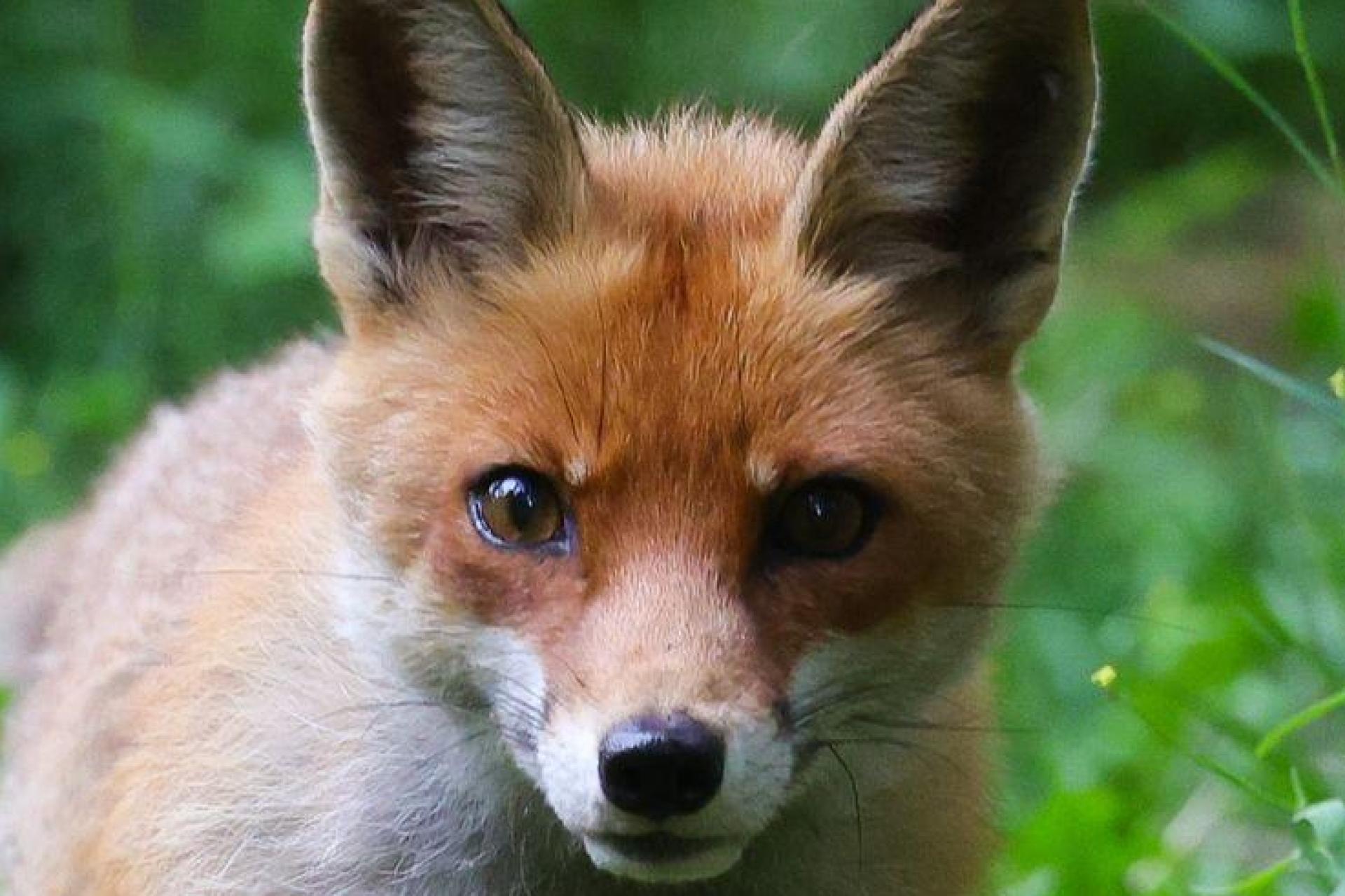 Die Polizei fand einen noch lebenden Fuchs in einer Tierfalle.  (Symbolbild: Christian Charisius/dpa)