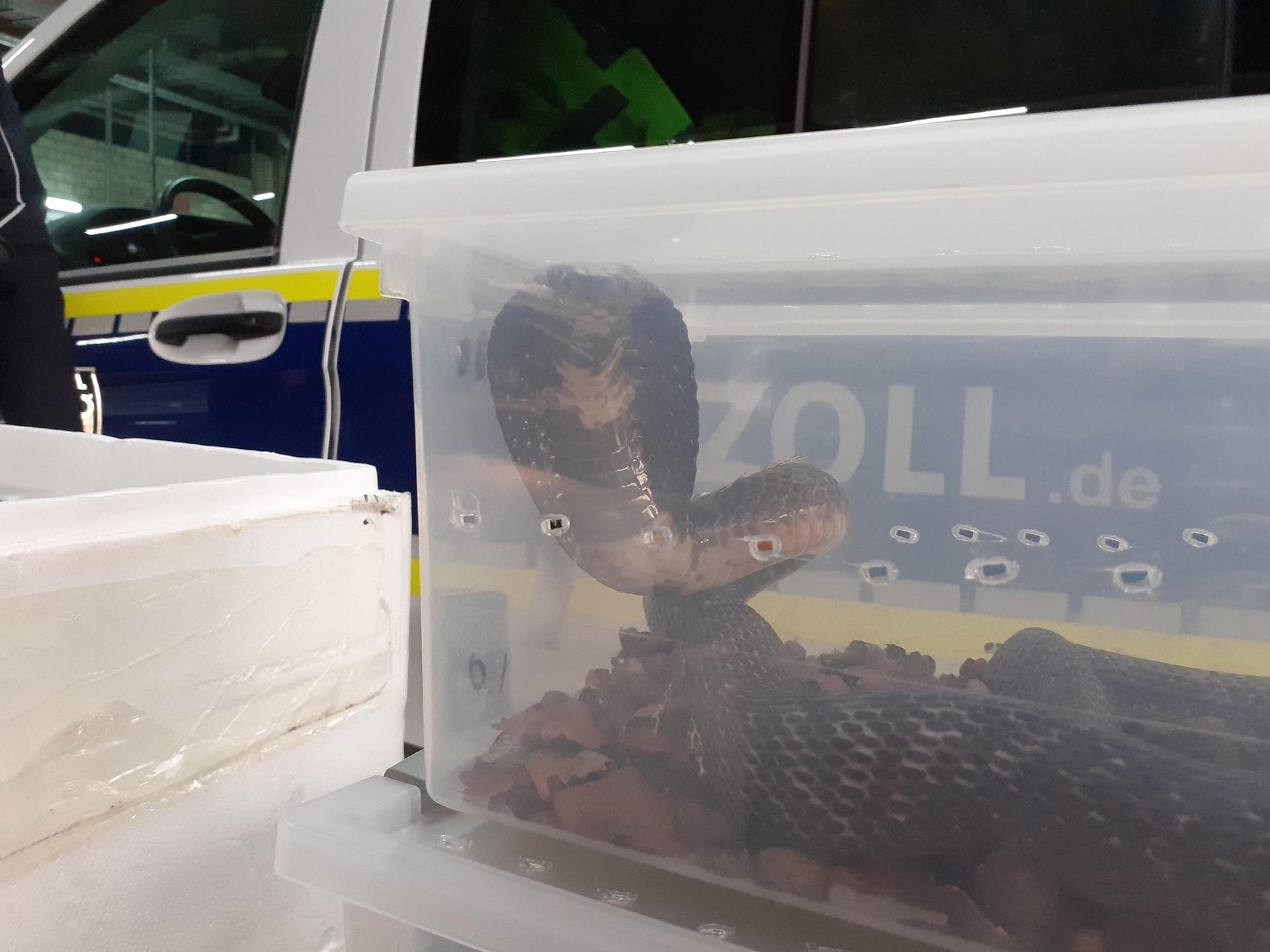 Giftige und geschützte Schlangen entdeckten Oberpfälzer Zöllner bei einer Kontrolle. (Archivbild: Hauptzollamt Regensburg)