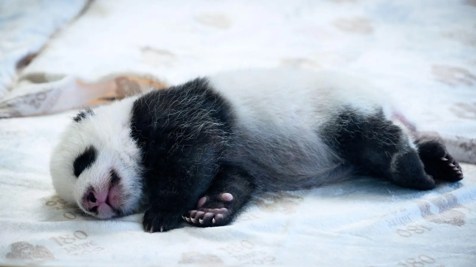 Die Pandas haben chinesische Namen und deutsche Spitznamen. (Archivbild: Bernd von Jutrczenka/dpa)