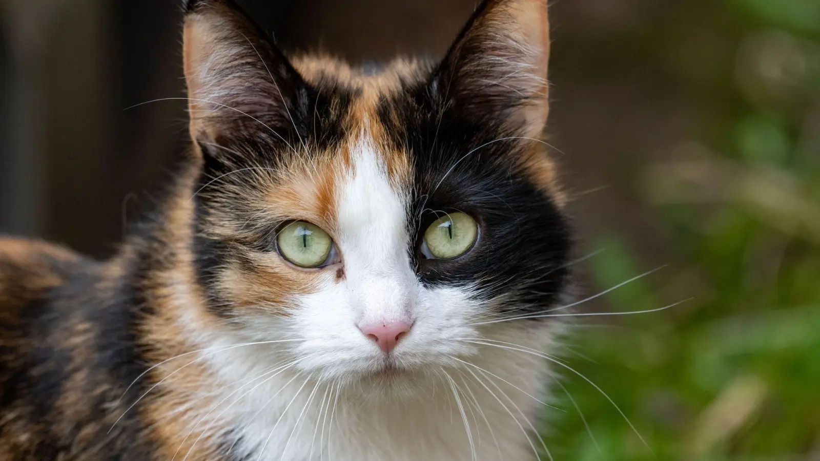 In Kümmersbruck wurde eine Katze aus einem verschlossenen Ferienhaus gerettet. Die Polizei und die Feuerwehr waren im Einsatz. (Symbolbild: Stefan Sauer/dpa)