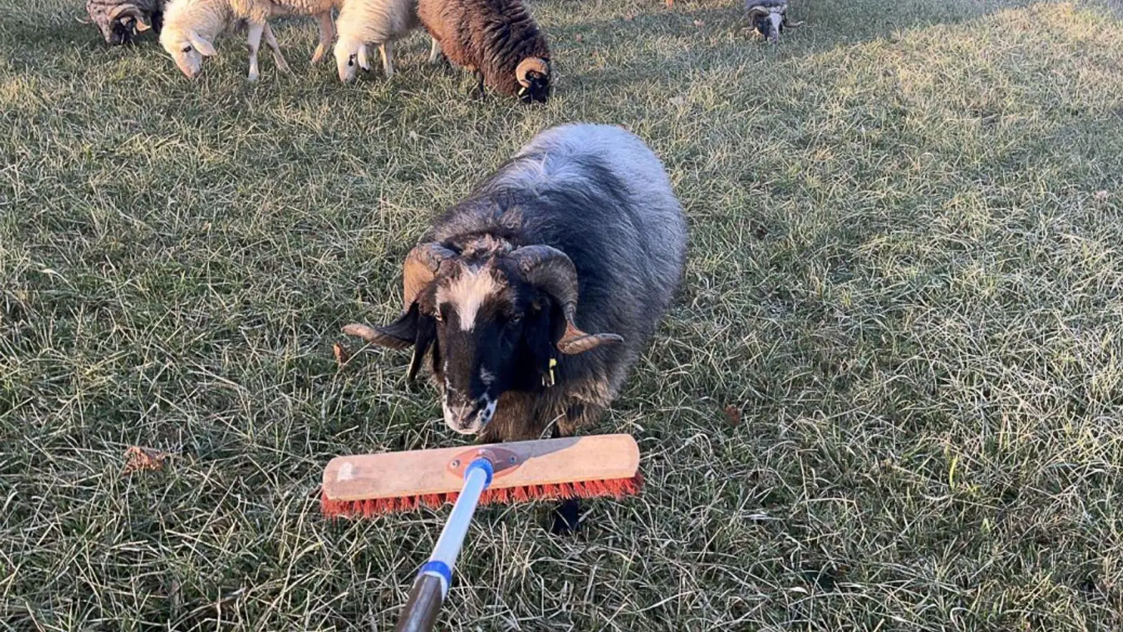 Bis zum Eintreffen des Eigentümers kümmerte sich die Polizei um die Tiere. (Bild: -/Polizeiinspektion Pegnitz/dpa)