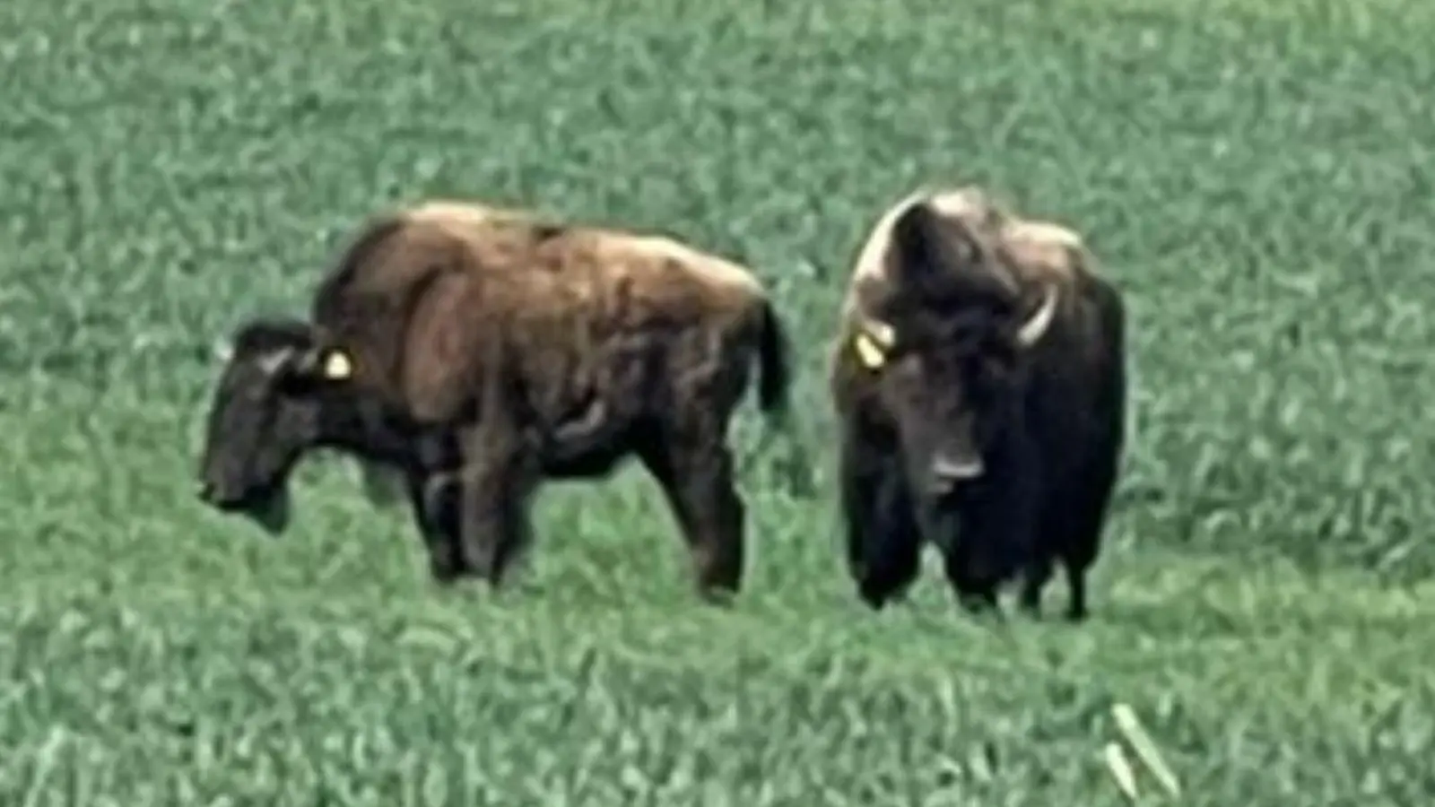 Zwei entlaufene Bisons lösten am Freitagmorgen bei Königstein einen Großeinsatz aus.<br> (Bild: Polizeiinspektion Auerbach)