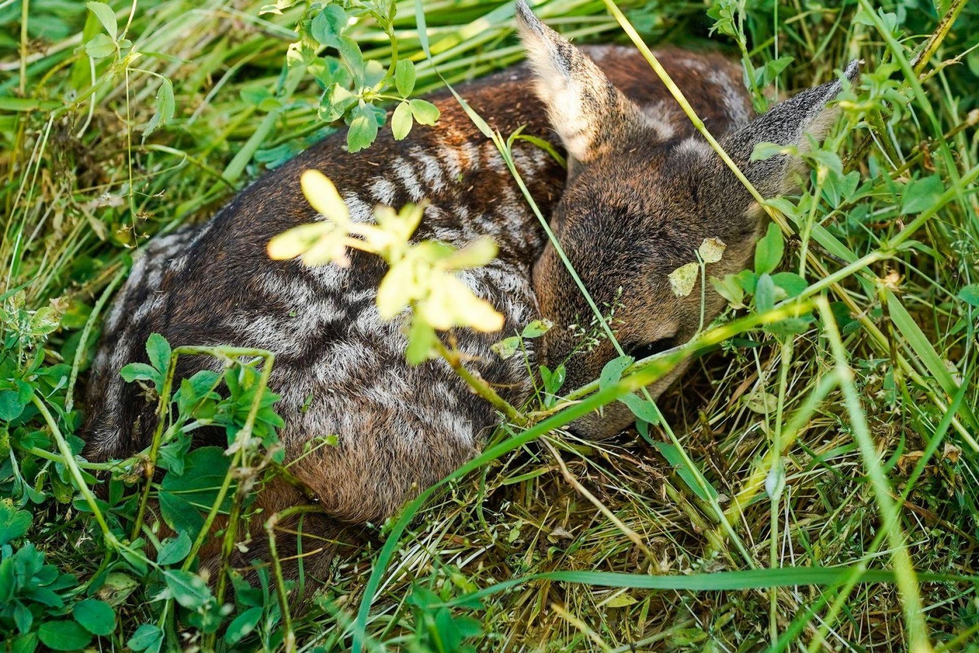 Wer ein Rehkitz findet, sollte es nicht anfassen und Fachleute kontaktieren. (Symbolbild) (Bild: Uwe Anspach/dpa)