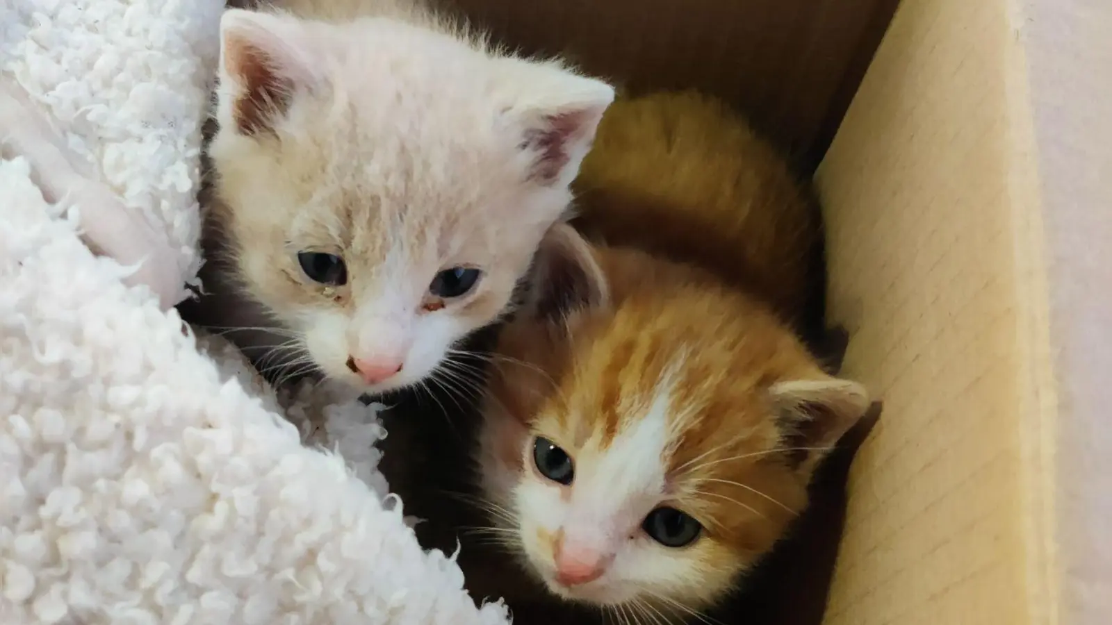 Die beiden Kätzchen haben jetzt ein neues Zuhause. (Bild: -/Polizeiinspektion Trostberg/dpa)