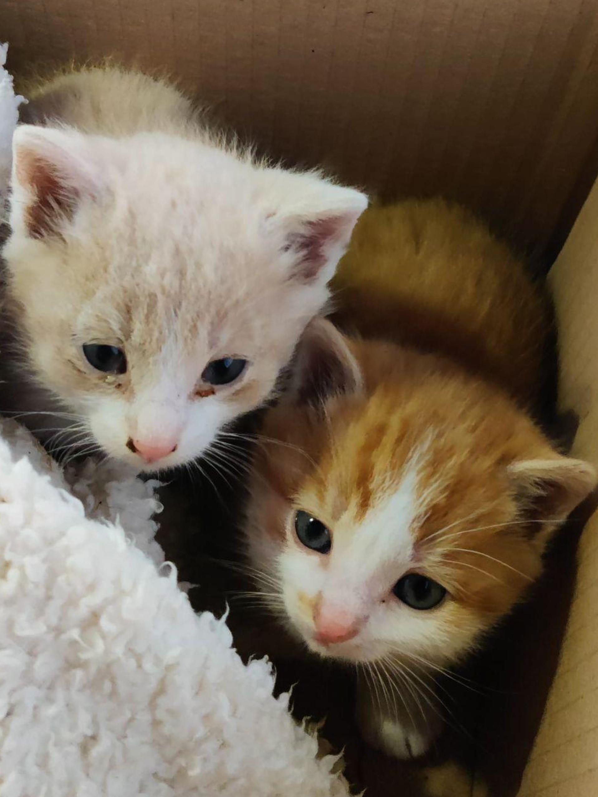 Die beiden Kätzchen haben jetzt ein neues Zuhause. (Bild: -/Polizeiinspektion Trostberg/dpa)