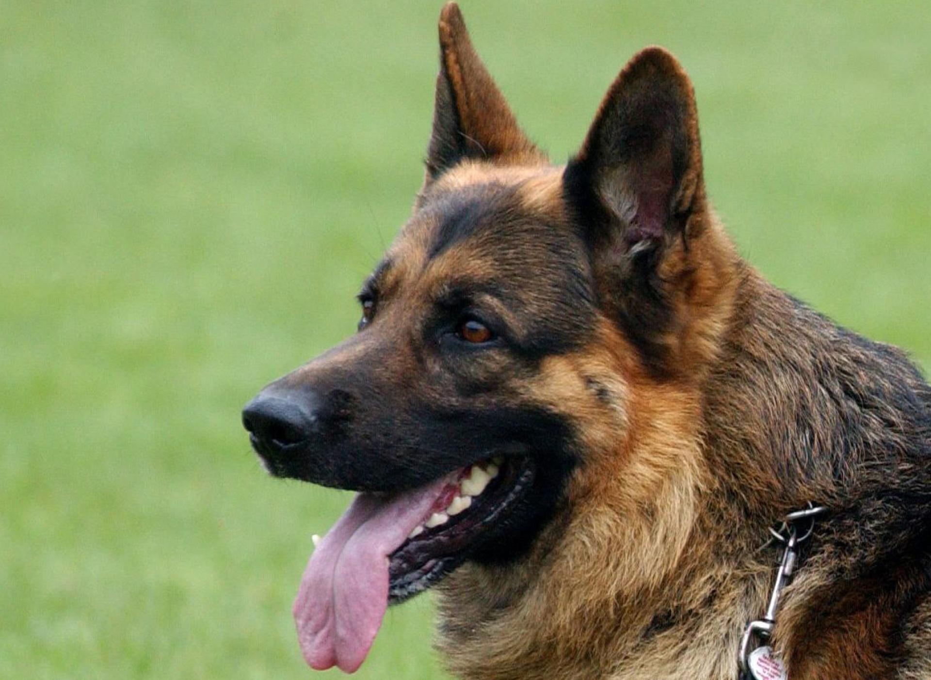 Der Schäferhund gehört zu den liebsten Hausgenossen der Menschen. Doch nicht alle behandeln ihre Tiere gut. Beispielsweise ein Amberger, dem sein Hund jetzt weggenommen worden ist.  (Symbolbild: Patrick Pleul/dpa)