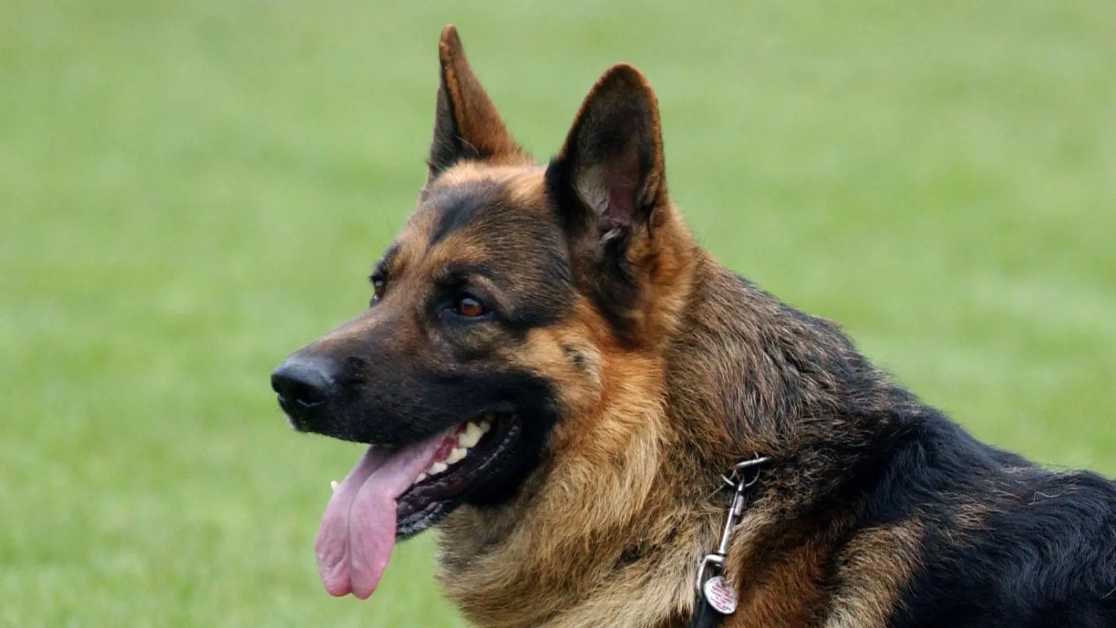 Ein Schäferhund biss auf einem Spielplatz in Raigering ein Mädchen (12).  (Symbolbild: Patrick Pleul/dpa)