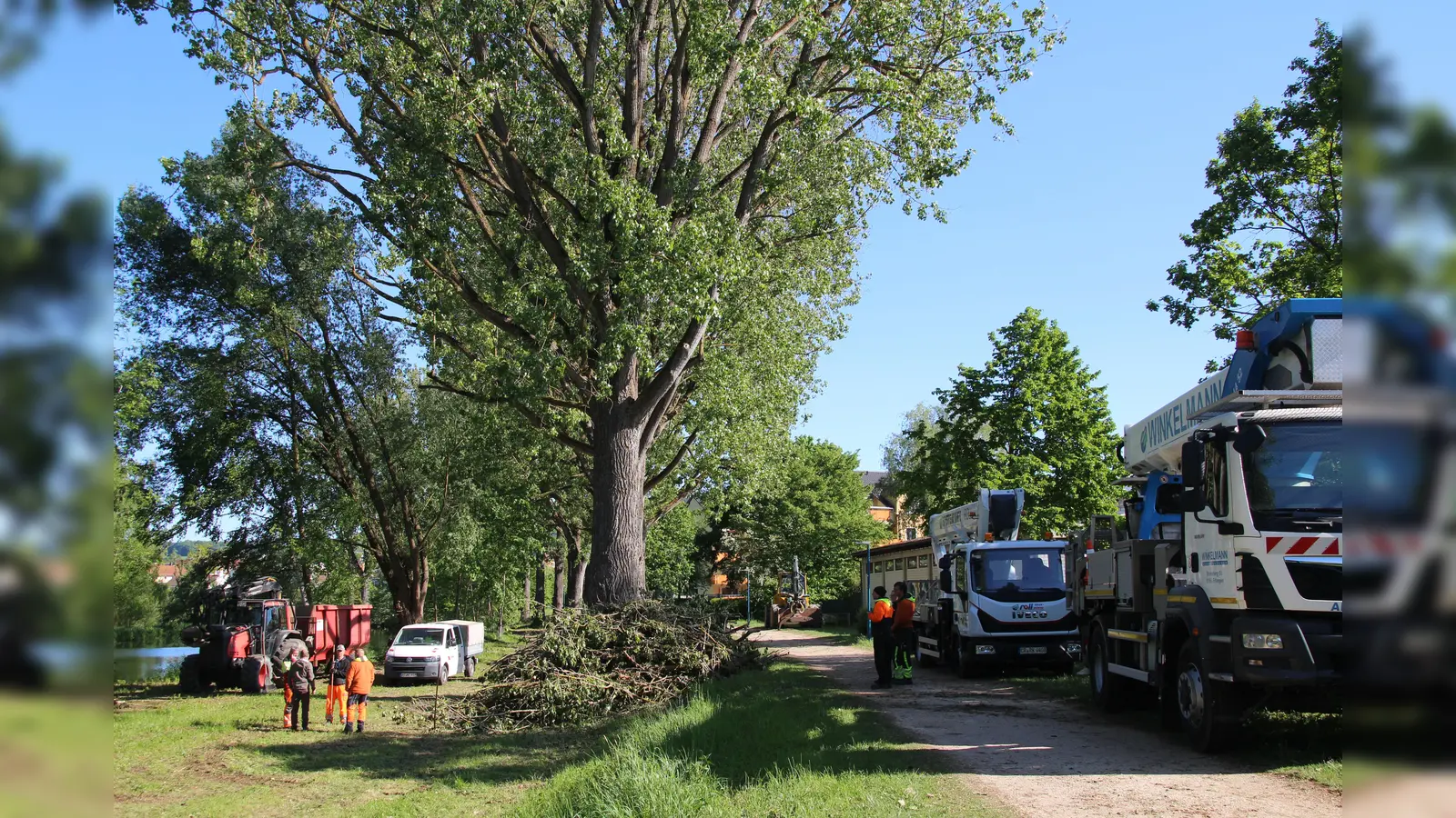 Die Baumpflegemaßnahmen an der sogenannten Pappelallee entlang der Vils sind abgeschlossen.  (Bild: Jonas Schmidt, Stadt Amberg)