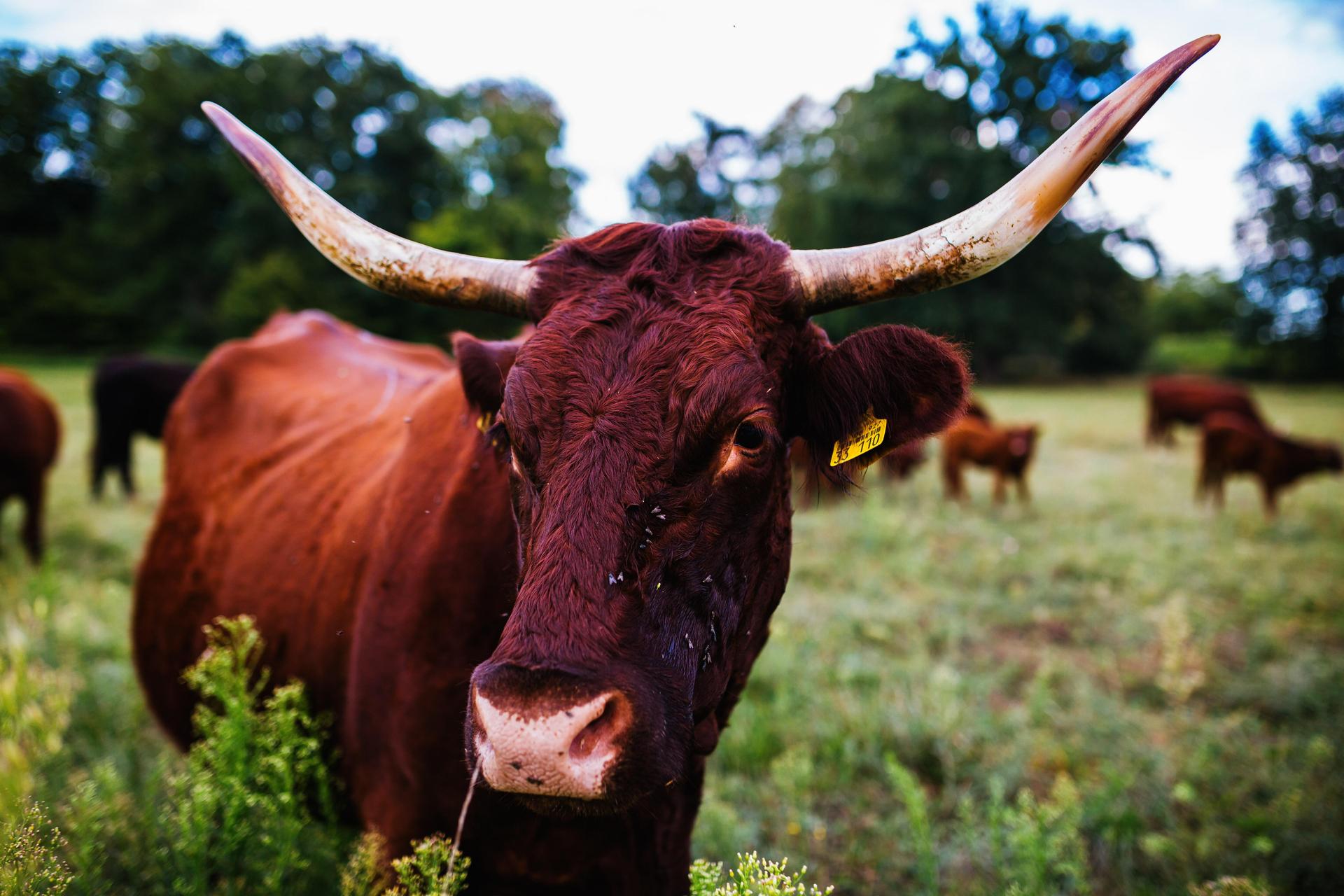 Auf einer Weide in Zeinried ist eine Frau verletzt worden: Sie wollte ein Kälbchen füttern. (Bild: Philipp von Ditfurth)