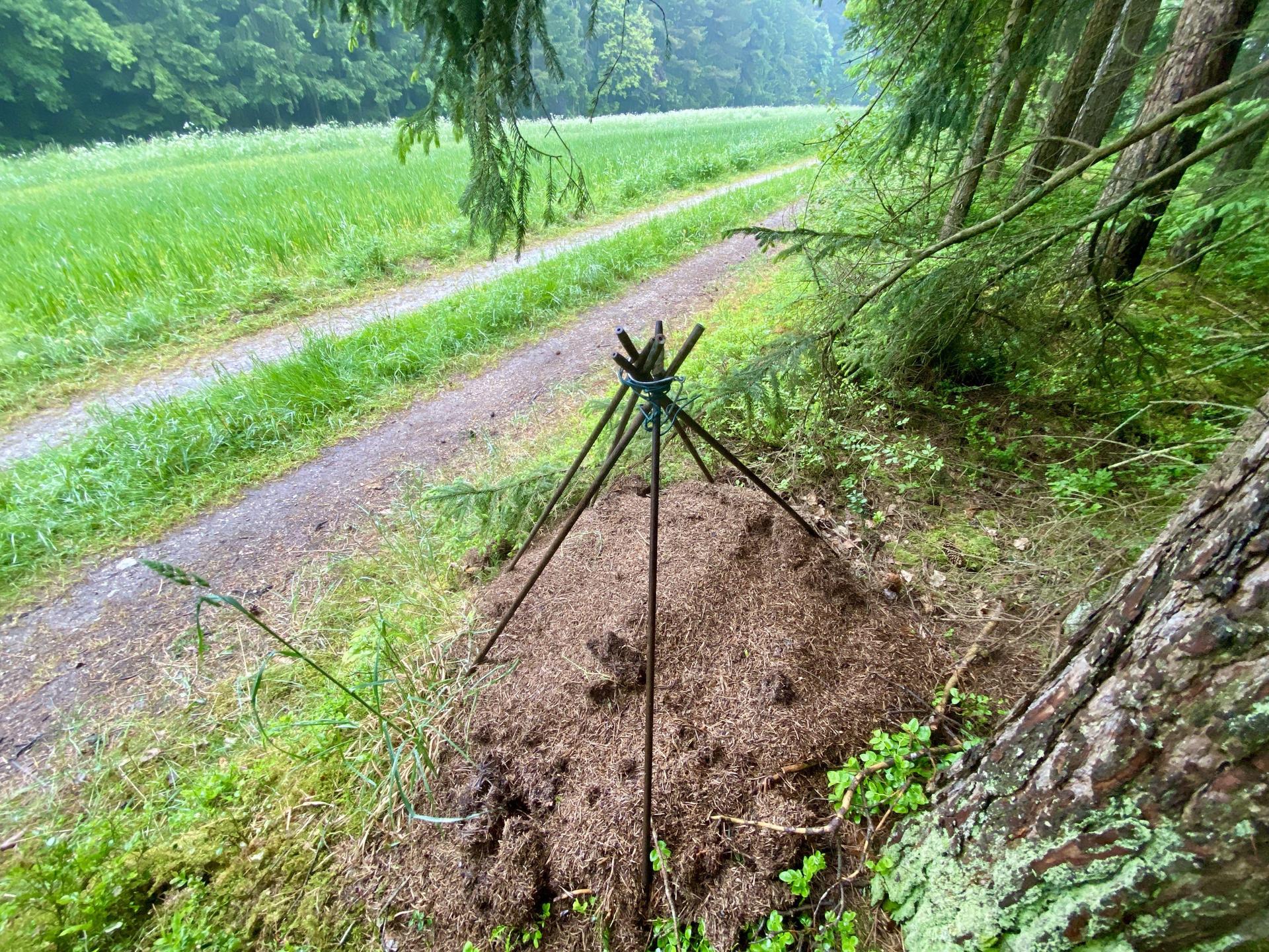Dieser Ameisenhaufen direkt am Feldweg blieb noch verschont.  (Bild: upl)