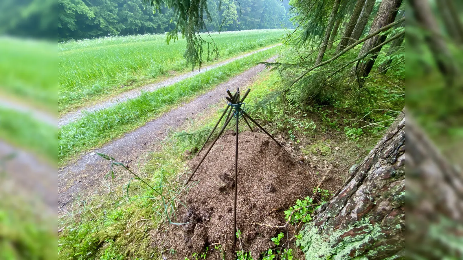 Dieser Ameisenhaufen direkt am Feldweg blieb noch verschont.  (Bild: upl)