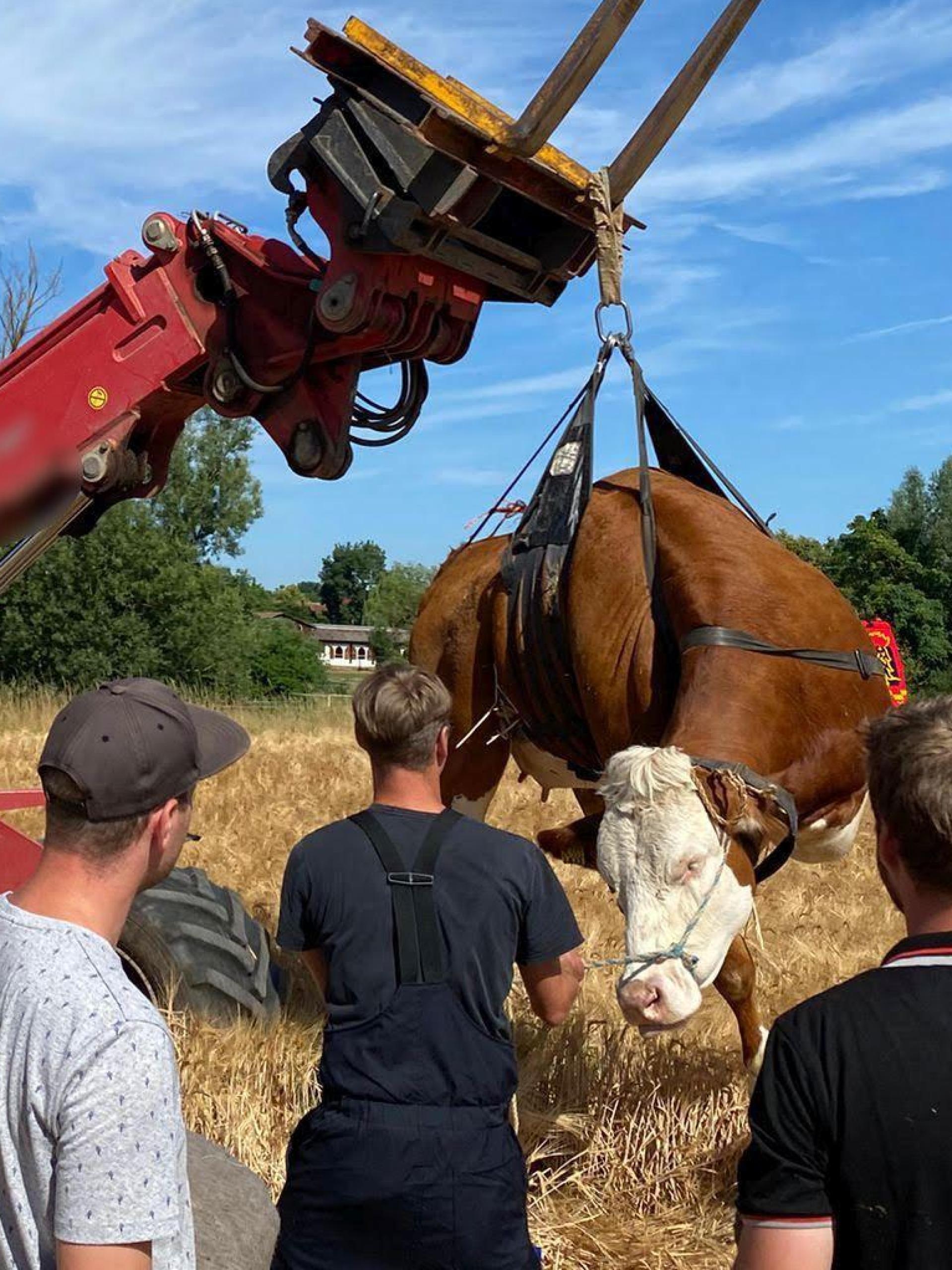 Die Freiwillige Feuerwehr Hahnbach hat einem Landwirt beim Einfangen einer entlaufenen Kuh geholfen. (Bild: Freiwillige Feuerwehr Hahnbach)