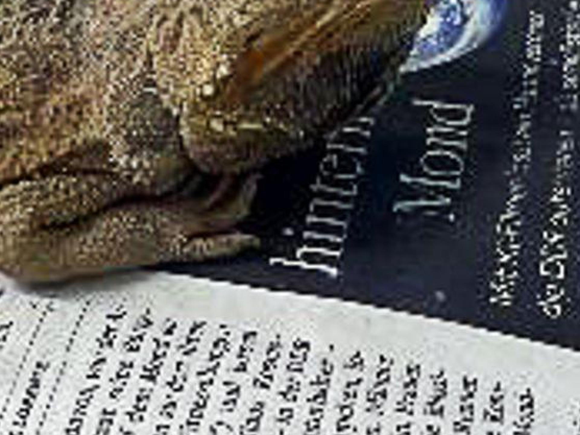 Die Bartagame wurde zusammen mit einem Artgenossen auf einem Parkplatz gefunden – in schlechter Verfassung.  (Bild: -/Auffangstation für Reptilien München e.V. /dpa)