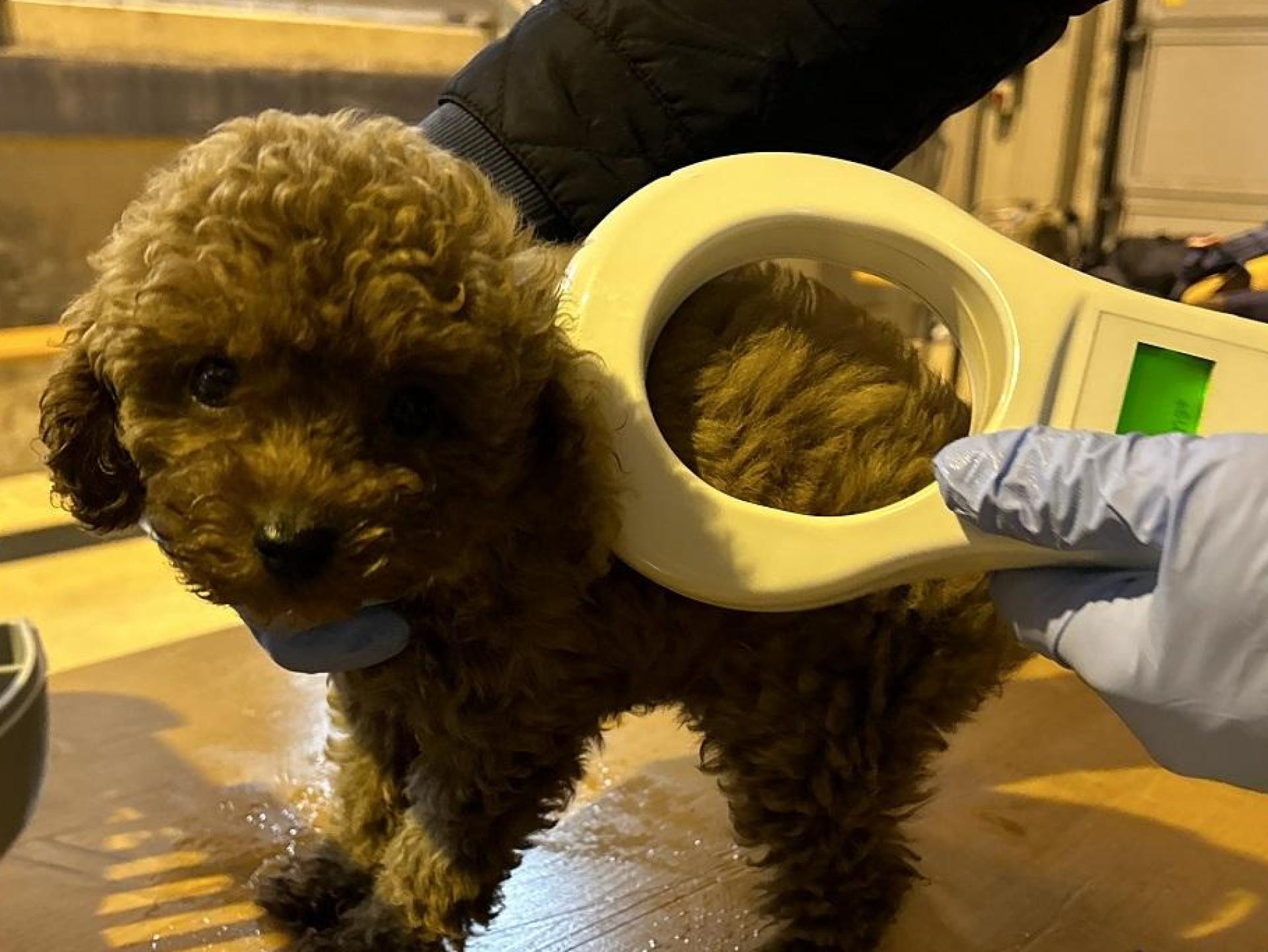 In einem Reisebus bei Furth im Wald fand die Polizei drei Hundewelpen. (Bild: Polizeiinspektion Furth im Wald)
