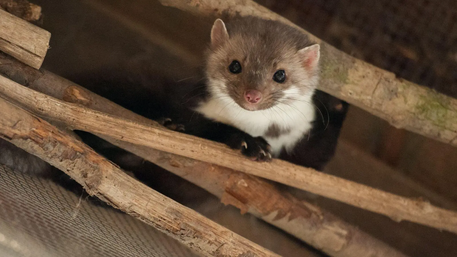 Überraschung: Die Feuerwehr rettete keine Katze, sondern ein Marderbaby. (Symbolbild) (Bild: Philipp Schulze/dpa/dpa-tmn)