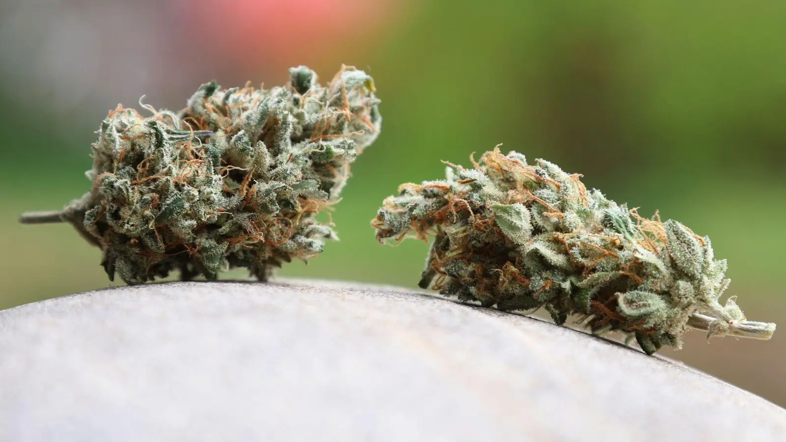 Das Landratsamt Bamberg hat einem oberfränkischen Cannabis-Club untersagt, weiter Hanf anzubauen und an Mitglieder abzugeben. Ein Gericht bestätigte diese Entscheidung. (Symbolbild) (Bild: Karl-Josef Hildenbrand/dpa)