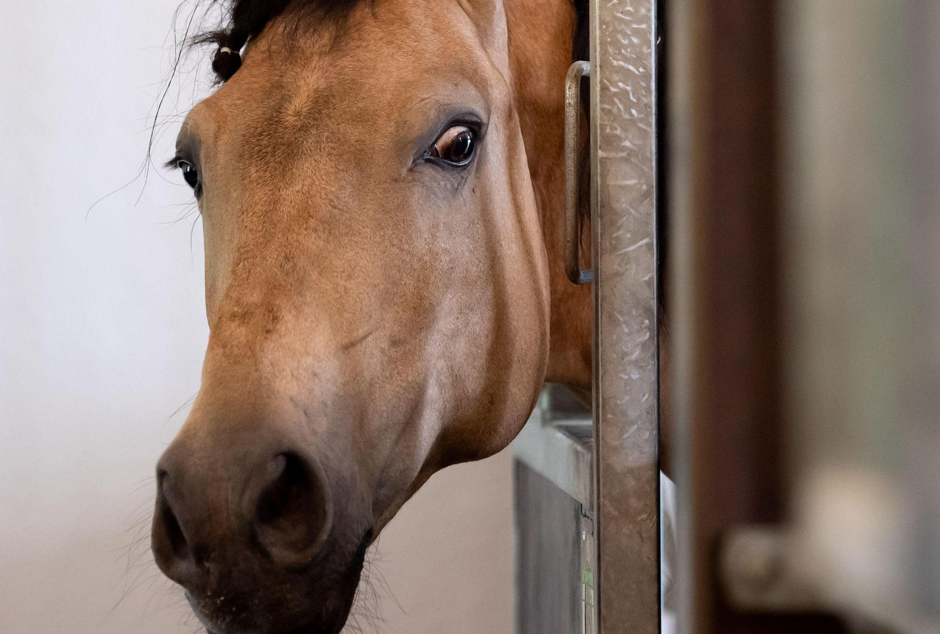 Eine Reiterin in Rieden wurde von ihrem Pferd getreten und erlitt Verletzungen. (Symbolbild: Boris Roessler/dpa)