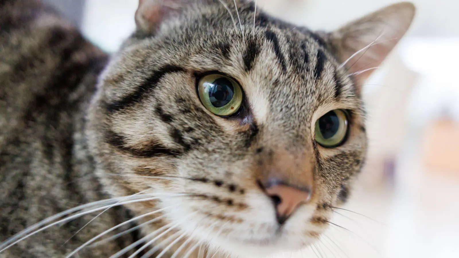 In Arrach (Landkreis Cham) hat ein Unbekannter auf eine Katze geschossen. (Symbolbild: Daniel Karmann/dpa)