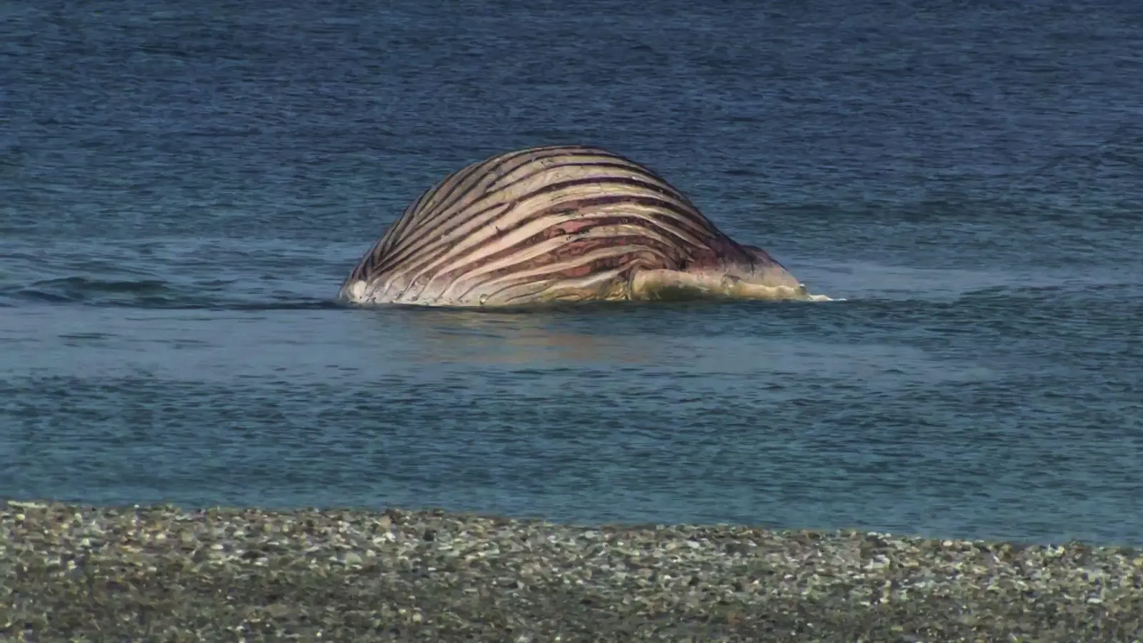 Der tote Buckelwal liegt aufgebläht vor der dänischen Insel Anholt (Bild: -/News5/dpa)