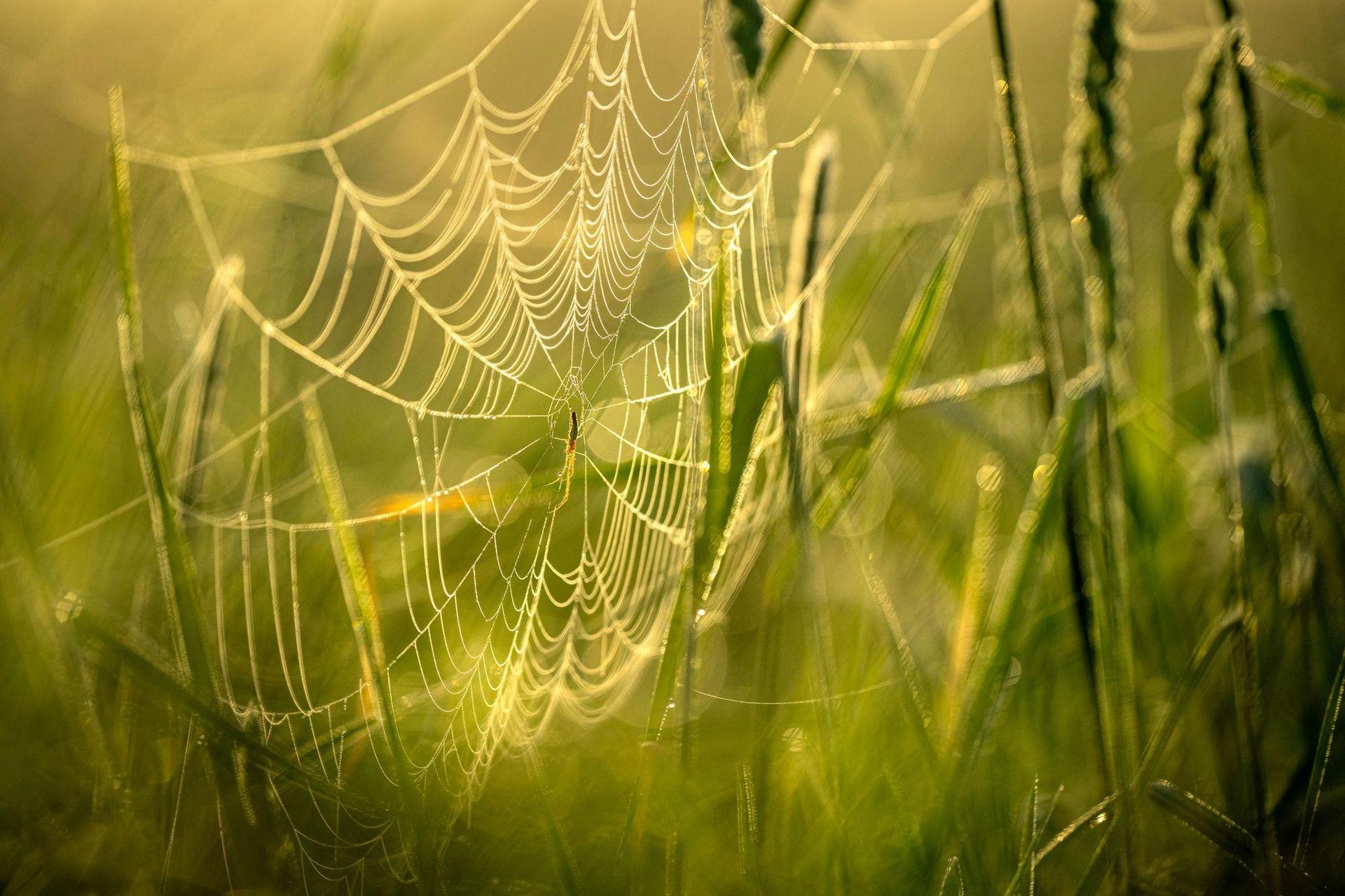 Ein 18-Jähriger hat wegen einer Spinne die Kontrolle über sein Fahrzeug verloren. (Symbolbild: Sina Schuldt/dpa)