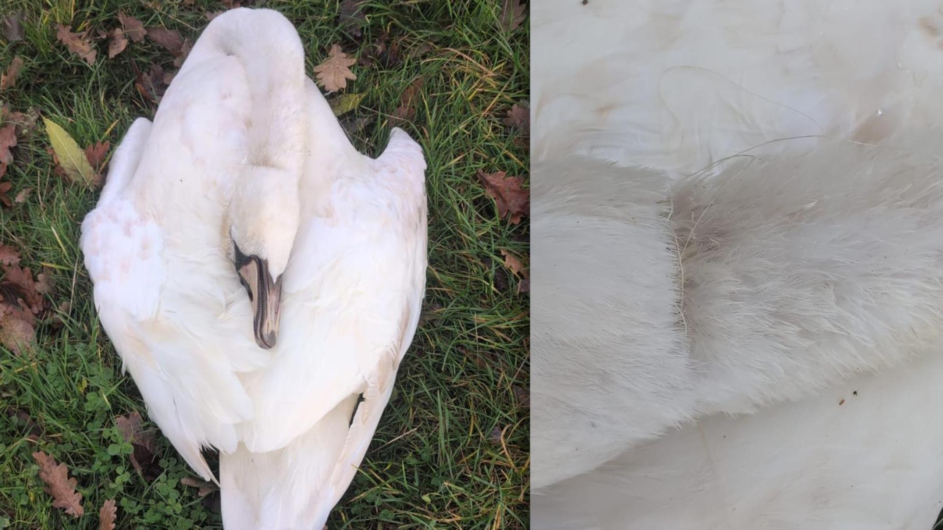 Tierschützer fanden einen toten Schwan bei Burglengenfeld. Dieser hatte eine Angelschnur um den Hals. (Bild: Eberhardt/Tierschutzverein Städtedreieck)