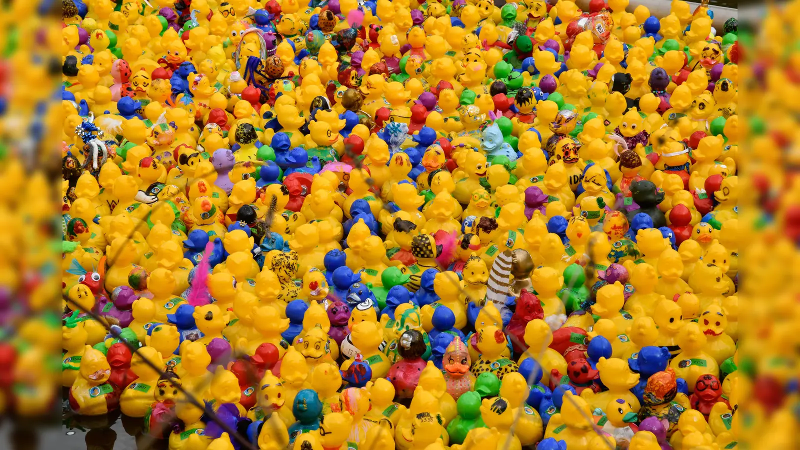 Entenrennen Amberg 2023 Plastikenten in der Vils (Bild: Petra Hartl)