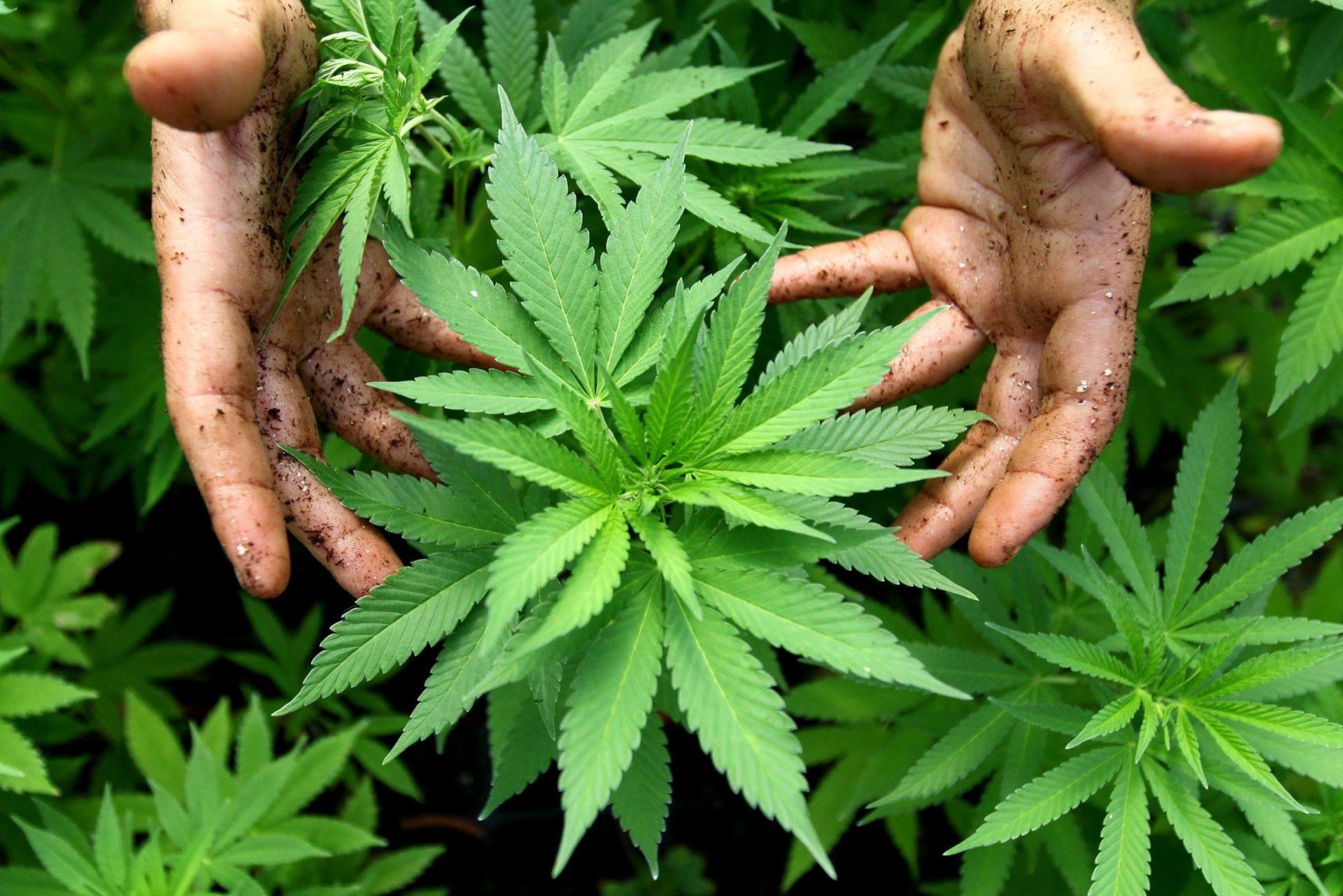 Der Bauausschuss des Hirschauer Stadtrates ist gegen einen Cannabisanbau in Träglhof. (Archivbild: ABIR SULTAN/dpa)