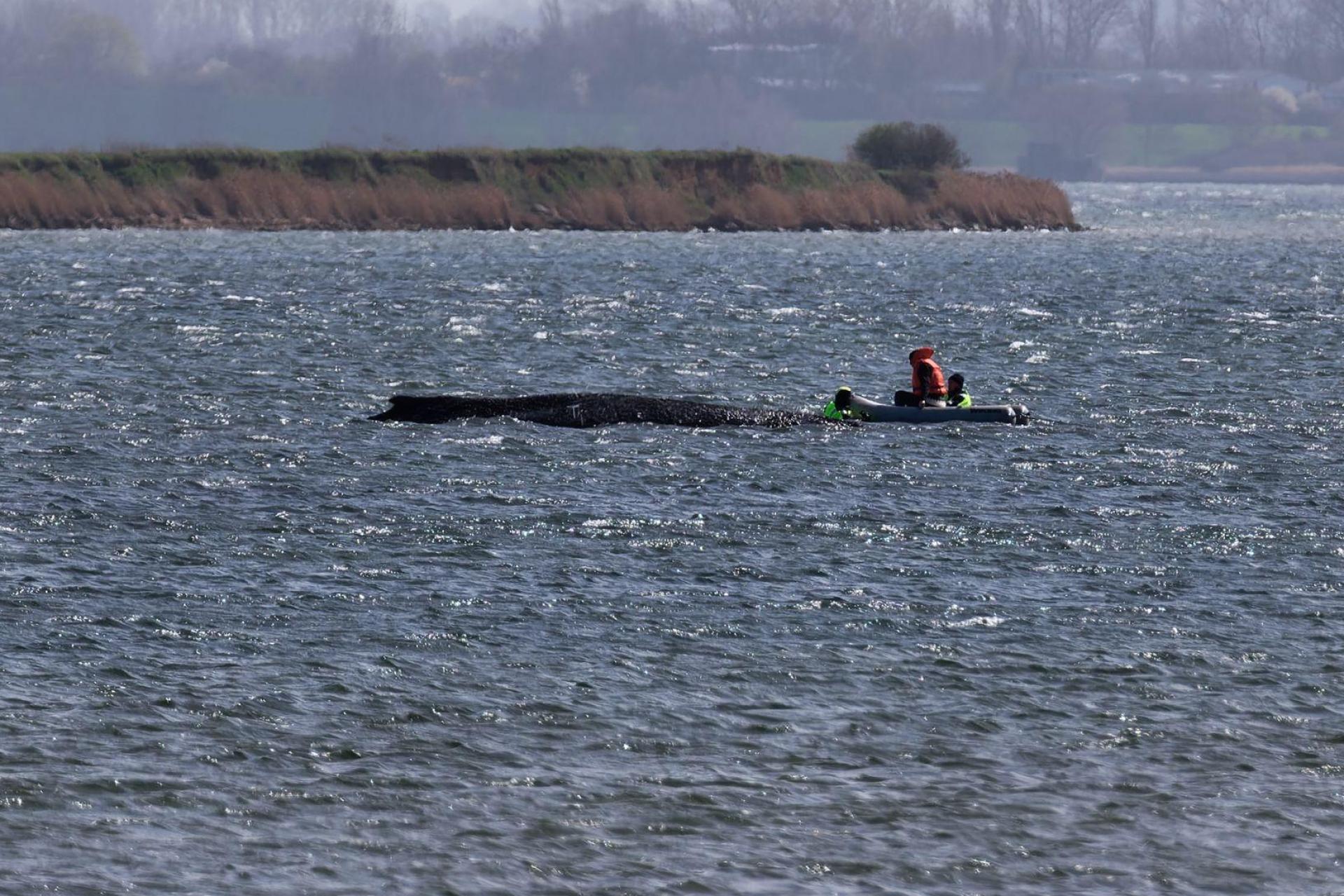 Auch in der Nacht beobachtete die Polizei den Buckelwal weiter. (Archivbild: Marcus Golejewski/dpa)