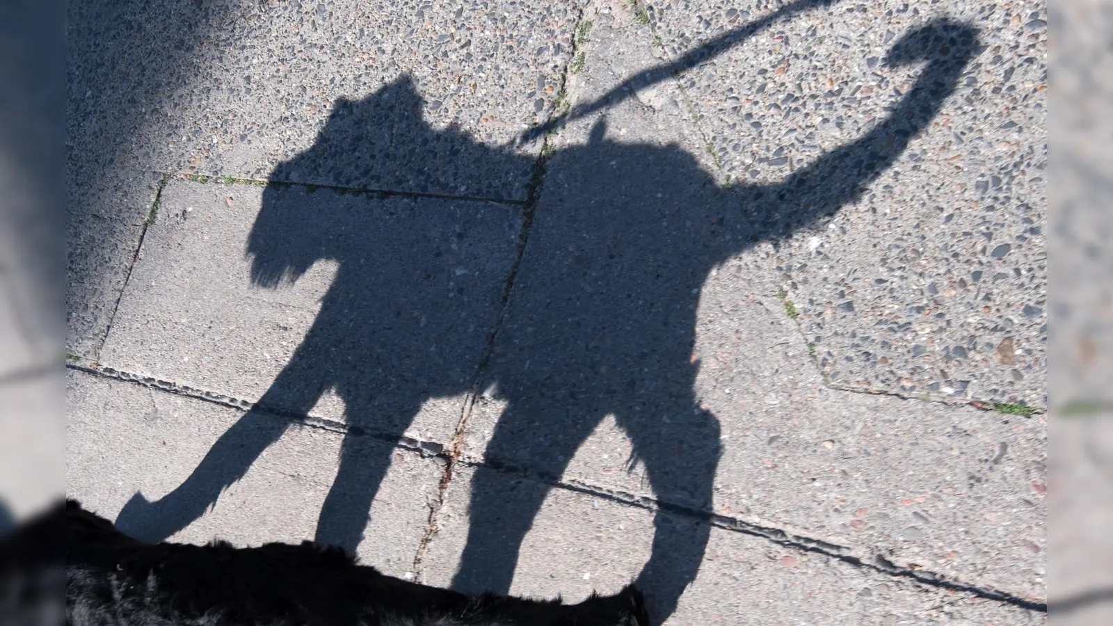 Ein E-Scooter-Fahrer wird in Kastl von einem Hund gebissen. Der Mann wird leicht verletzt. Ermittlungen gegen die Hundehalterin laufen. (Symbolbild: Daniel Karmann/dpa)