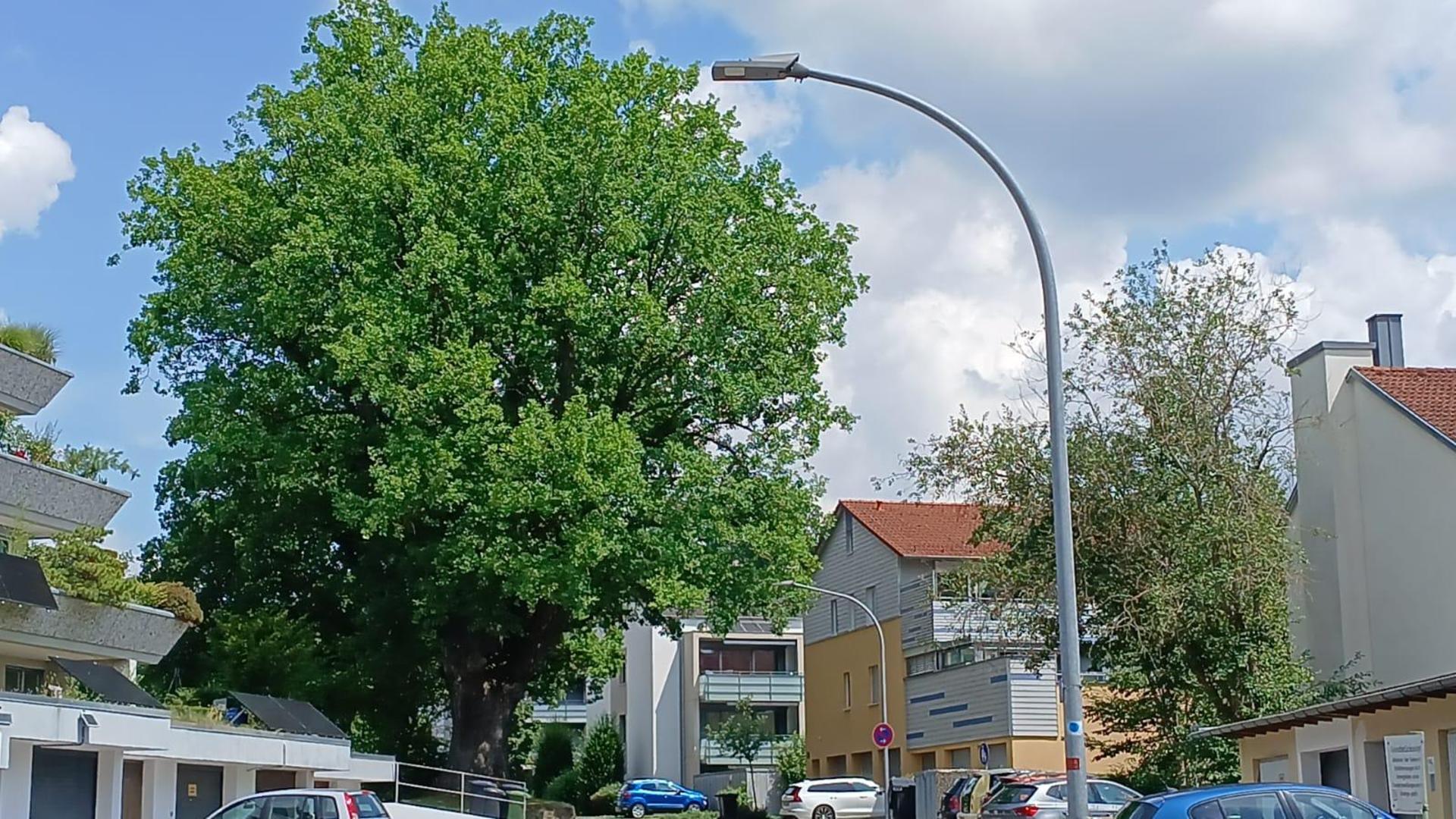 Wegen Baumschnittarbeiten an dem Naturdenkmal ist die Jahnstraße in Amberg im Einmündungsbereich zur Theodor-Heuss-Straße ab Montag gesperrt.  (Bild: Thomas Penzkofer)