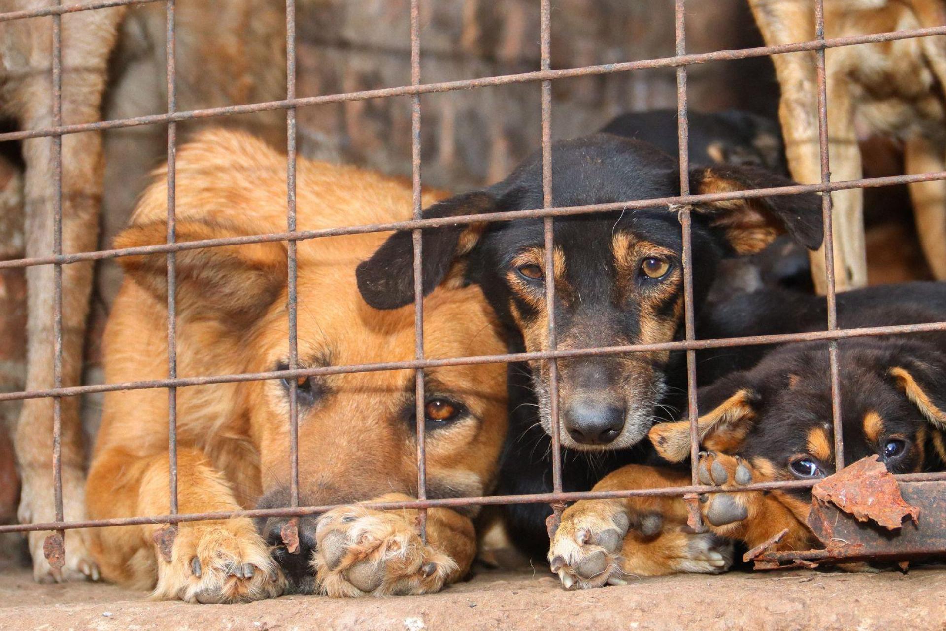Für inszenierte Rettungsaktionen werden Tiere oft absichtlich misshandelt. (Bild: Handout / Berlin/Animal Welfare Alliance Uganda/dpa)