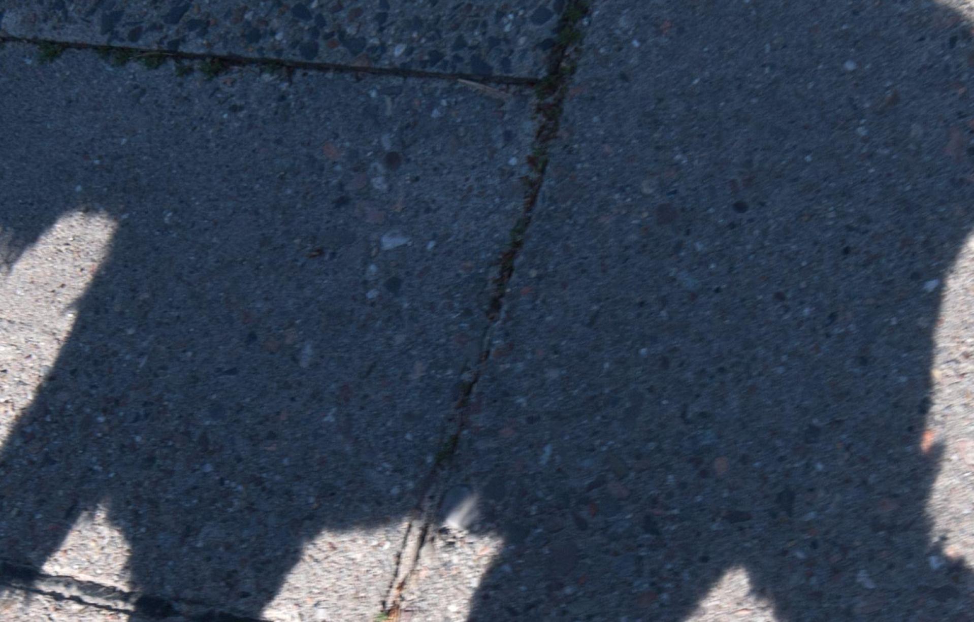 In Amberg wurde ein freilaufender Hund von einem Auto erfasst. (Symbolbild: Ralf Hirschberger/dpa)