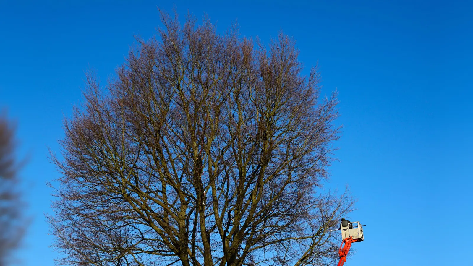 Achtung: Auf der Kräuterwiese und dem Landesgartenschaugelände in Amberg kommt es zu Baumpflegemaßnahmen. (Symbolbild: Christian Charisius/dpa)