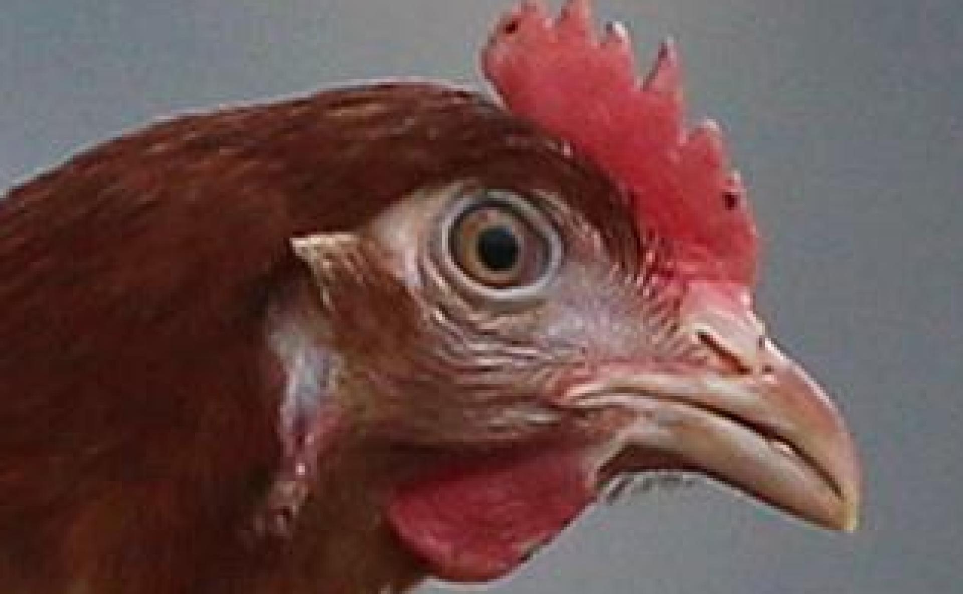 Aus einem Stall in Poppenricht sind 15 Hühner verschwunden.  (Symbolbild: Karl-Josef Hildenbrand/dpa )